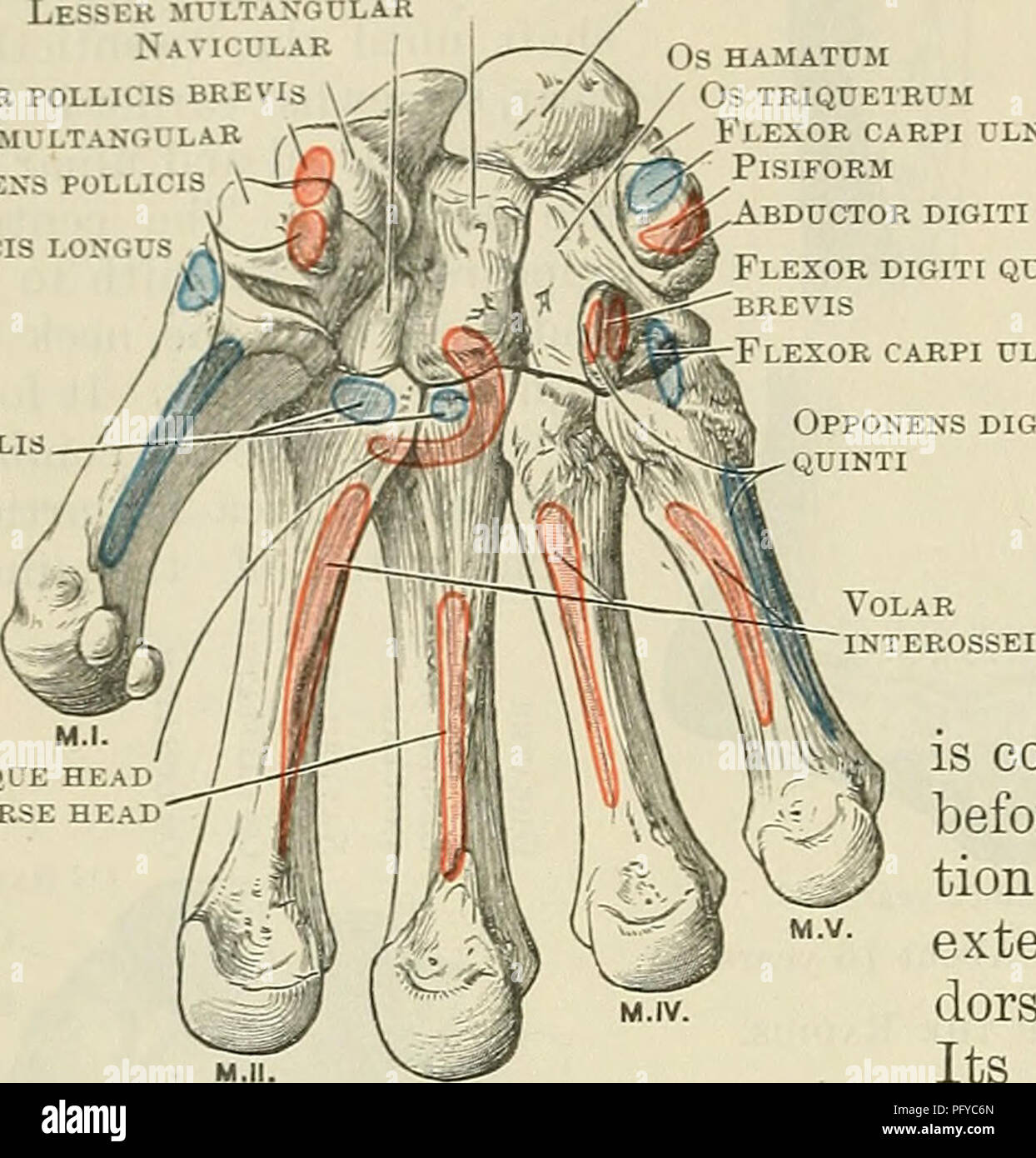 . Cunninghams Lehrbuch der Anatomie. Anatomie. 218 OSTEOLOGIE. os