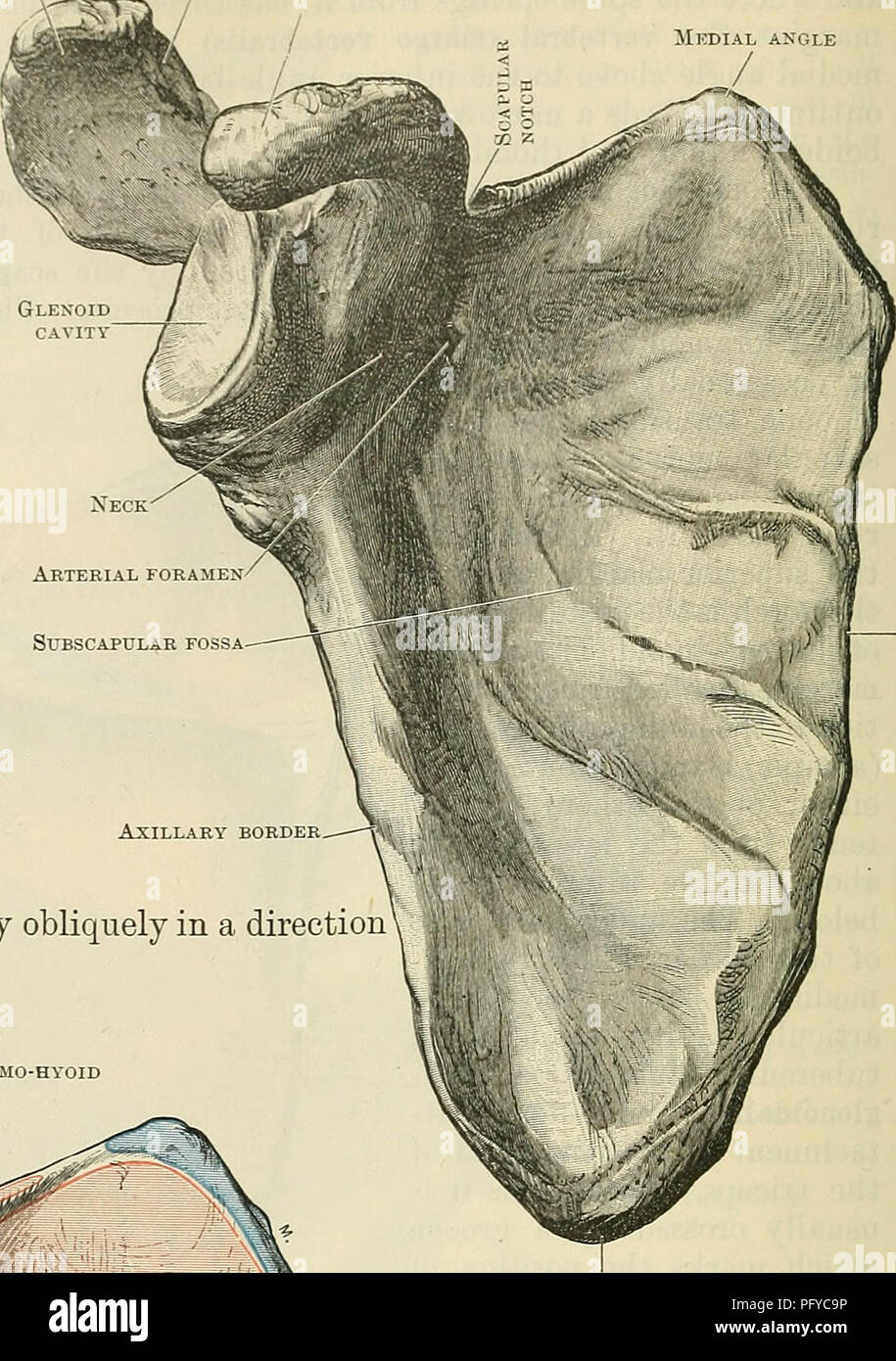 Cunninghams Lehrbuch Der Anatomie Anatomie Subscapular Fossa Axillaris Grenze Abb 192 Rippenbogen Oberflache Der Rechten Schulterblatt Mit Der Anhange Der Muskeln Zugeordnet Kleiner Winkel Abb 191 Der Rechten Schulterblatt Gesehen
