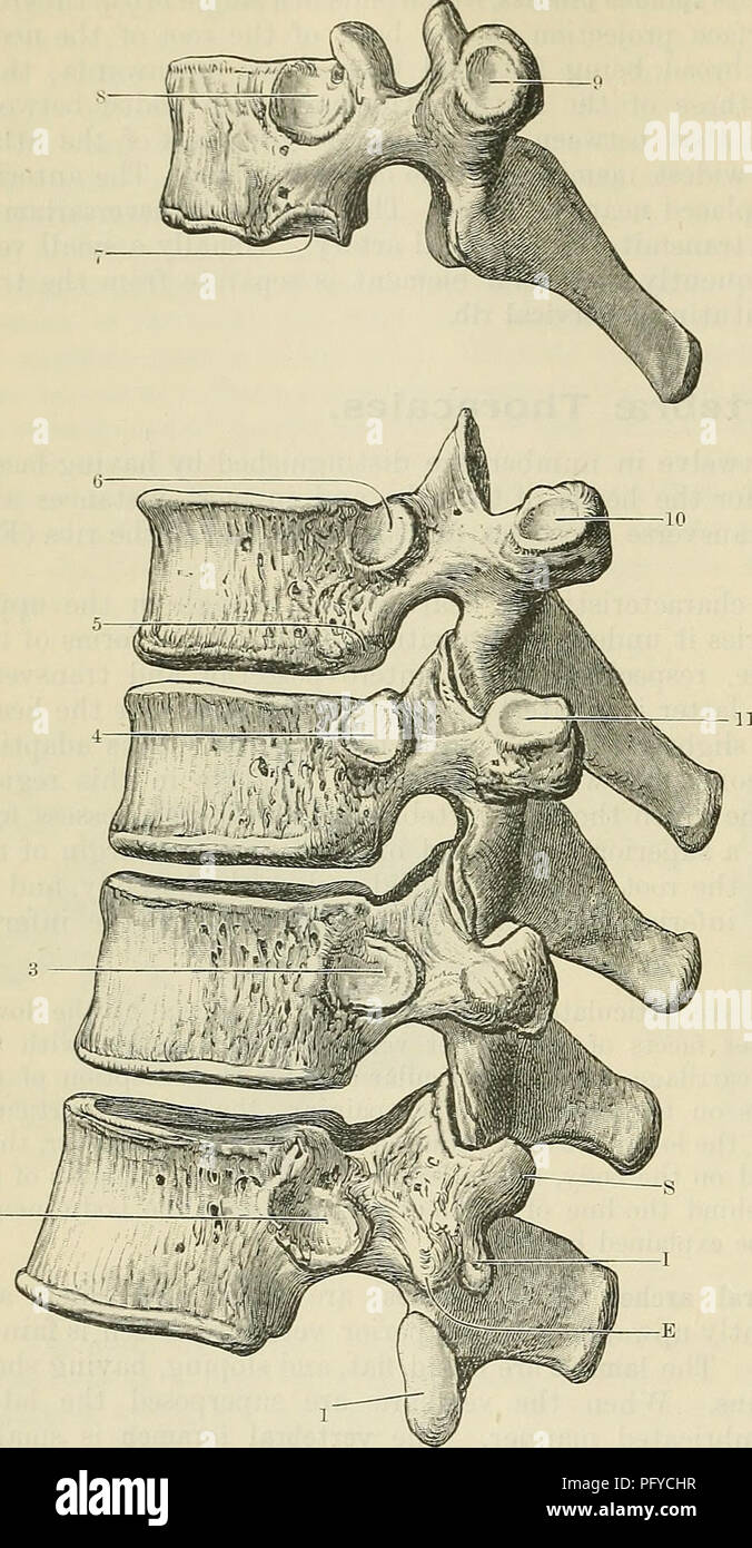 Cunninghams Text-Book of Anatomy bietet eine umfassende Abdeckung der menschlichen Anatomie mit Schwerpunkt auf Skelettstruktur und Osteologie. Es detailliert die Anatomie der Wirbelsäule, des Rippenkäfigs und anderer wichtiger skelettbezogener Komponenten und bietet eine Grundlage für Medizinstudenten und Fachleute. Stockfoto