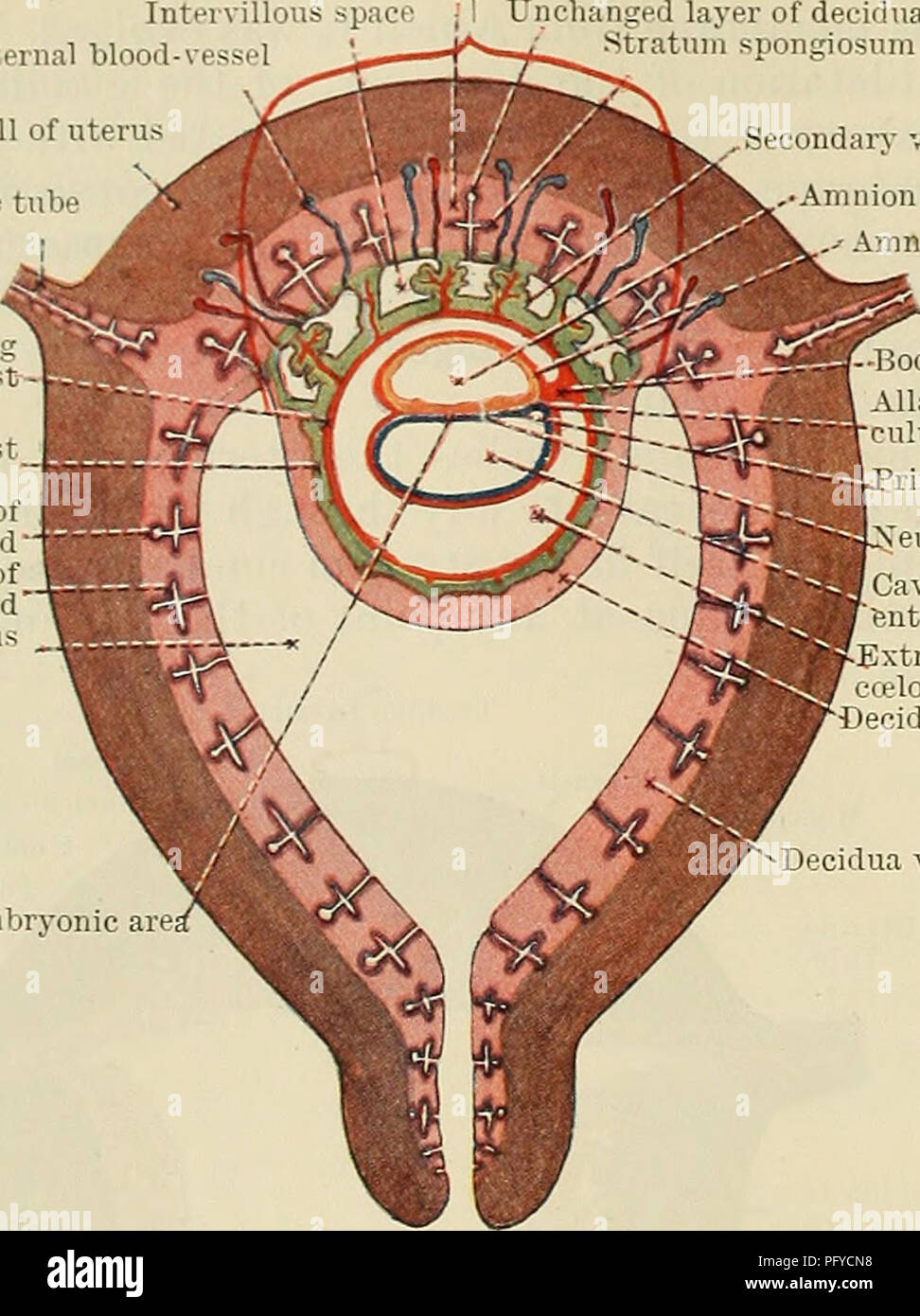 . Cunninghams Lehrbuch der Anatomie. Anatomie. 58 menschliche Embryologie. beginnt zu zirkulieren und das plasmodium wird unterteilt in drei Serien von Schwammigen Schicht | tut Bereich unverändert Schicht der Dezidua stratum spongiosum Intervillösen mütterliche Blut-ve muskulösen Wand der Gebärmutter U uteru Mesoderm Futter trophoblast Trophoblast unverändert Teil der Drüse geweiteten Teil der Drüse" Hohlraum des Uterus J. ondary Zotte â Amnion Hohlraum Amnion - Körper - Stiel Allantois diverti- culum rimitive Streifen eurenteric canal Hohlraum von entoderm Sac extra-embryonalen celom Dezidua capsularis Dezidua vera Embryonale Stockfoto