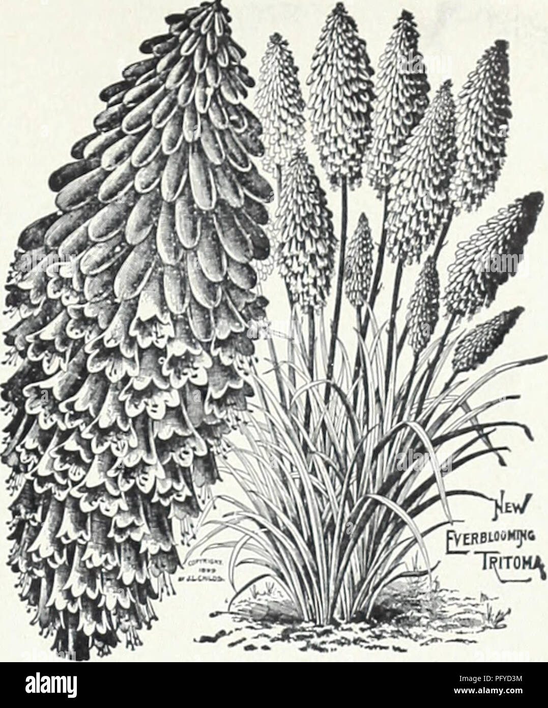 . Currie's 65. Jahr Garten jährliche. Blumen Samen Kataloge, Leuchtmittel (Pflanzen) Samen Samen Kataloge Kataloge; Gemüse; Baumschulen (Gartenbau) Kataloge; Pflanzen, Zierpflanzen Kataloge; Gartengeräte und Zubehör Kataloge. Hardy Primrose Salvia (Salbei) Wiese AZUREA GRANDIFLORA âSky-blaue Blüten im Herbst. 3 bis 4 Fuß. Pflanzen, 30 c; doi., $ 3,00; Samen, Pck., 15 C. Officinalis SUPERBA - Tief violett. 2" 2 Füße. Pkt., 25c. PRATENSISâ 2 Füße. Violett-blau. Pkt., 20 C. SAPONARIA (SOAP) OCYMOIDES SPLENDENSâSmall, leuchtend rosa Blüten zu Au-gust 8". Pflanzen, 25c; doi., $ 2,50; Samen, Pck., 1. Stockfoto