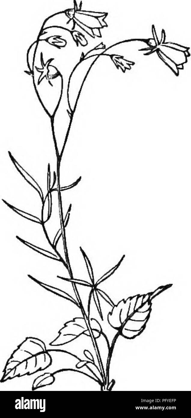 Dieser Lehrtext führt junge Lernende in die Grundlagen der Botanik ein und erklärt, wie Pflanzen wachsen und ihre strukturellen Komponenten. Es umfasst eine beliebte Flora, die gemeinsame Pflanzen beschreibt, sowohl wilde als auch kultivierte Pflanzen, was es zu einer idealen Ressource für Schüler und Erzieher macht, die sich für Pflanzenbiologie und das Studium des Pflanzenlebens interessieren. Stockfoto