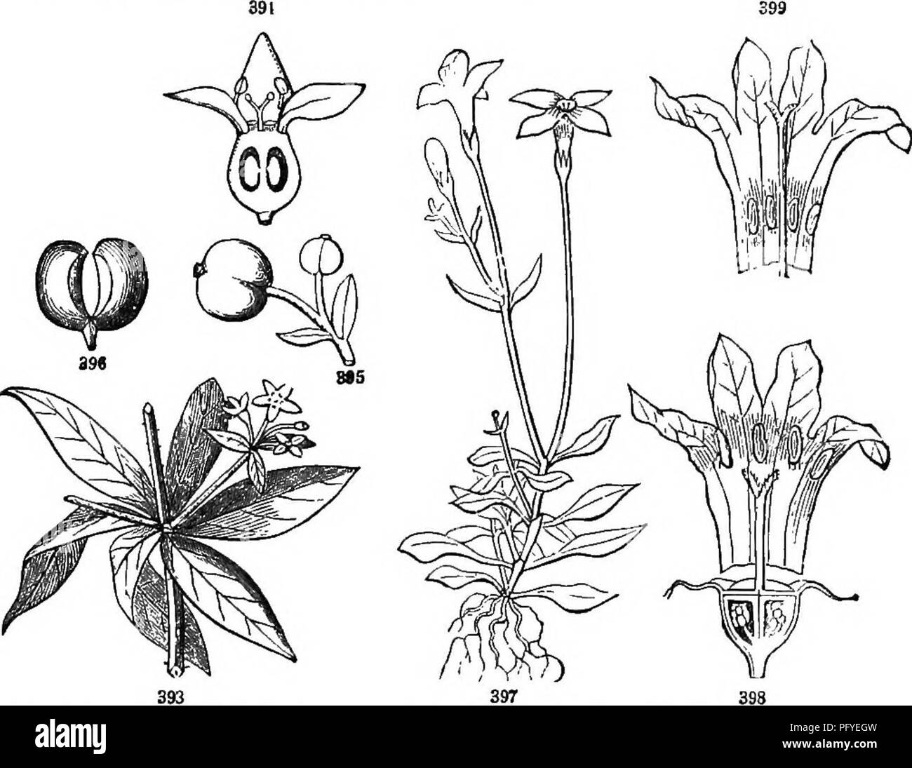 . Botanik für Jugendliche und Schulen. Wie Pflanzen wachsen, eine einfache Einführung in die Botanik. Mit einem beliebten Flora, oder eine Anordnung und Beschreibung der gemeinsamen Anlagen, Wild- und kultiviert. Botanik; Botanik. Beliebte Flora. 163 2. Süße V. oder Schafe - berry. Blätter eiförmig, spitz, sehr scharf gesägt, oq Lange und breitrandig footstalks; cymes sessile; Obst eher groß, Essbar. Ein kleiner Baum. V. Ltniayo. 3. Black-Haw V. Blätter oval, stumpf, siiiuing; sonst wie Nr. 2. S. und W. V. pi' umfdUum. 4. Pfeil - Holz V. Blätter round-eiförmig, grob gezahnten, stark mit geraden Ader markiert? Stockfoto