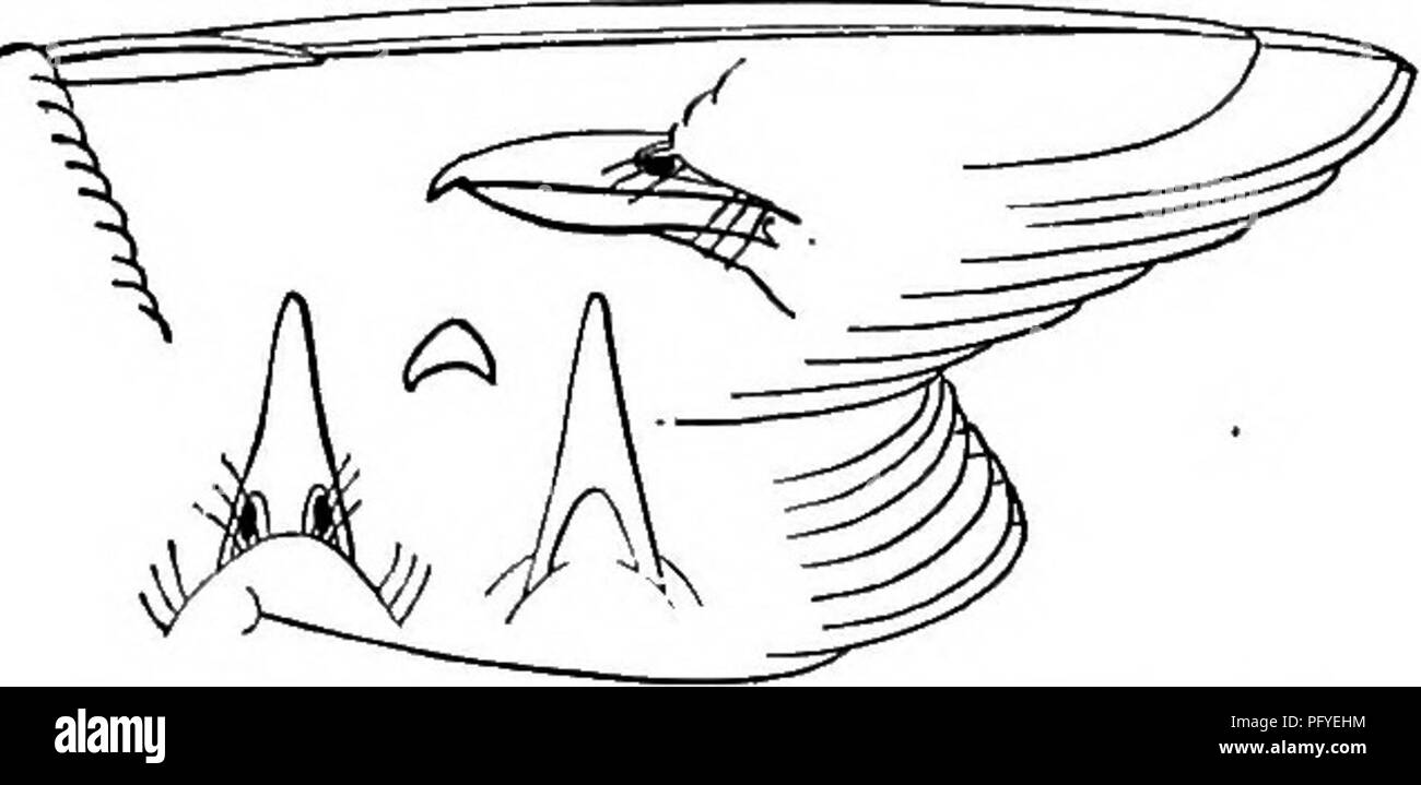 . Schlüssel für nordamerikanische Vögel. Enthält eine kurze Beschreibung aller Arten von Wohn- und fossiler Vogel bei vom Kontinent nördlich der mexikanischen Grenze und die Vereinigten Staaten, inklusive der Grönland und unteren Kalifornien, mit dem bekannten vorhanden sind allgemeine Ornithologie: einen Überblick über die Struktur und die Systematik der Vögel; und Feld Ornithologie, ein Handbuch für die Sammlung, Erstellung und Erhaltung der Vögel aufgenommen. Vögel, Vögel. Abb. 192. - R. pUladelphicus, Nat. Größe. (Von Balrd.) Fie. 193. Gilmis, Nat-T... (Prom Balrd.) V. gil'vus. (Lat. gilvus, gelblich. Abbn. 188, 193.) Trillern G Stockfoto