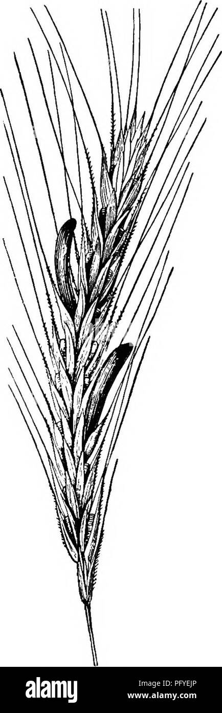 Dieses Lehrbuch behandelt Pilze, insbesondere ihre Fortpflanzungsstrukturen. Es erklärt, wie Pilze Sporen in Säckchen produzieren, und beschreibt die drei wichtigsten Arten von Sporenfrüchten: Kugelförmig, flaschenförmig und schalenförmig, mit Beispielen wie Trüffel. Stockfoto