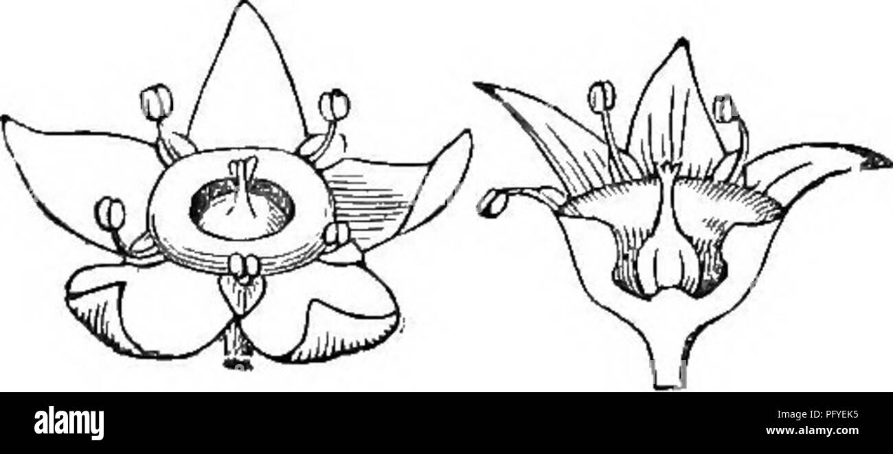 . Botanik für Jugendliche und Schulen. Wie Pflanzen wachsen, eine einfache Einführung in die Botanik. Mit einem beliebten Flora, oder eine Anordnung und Beschreibung der gemeinsamen Anlagen, Wild- und kultiviert. Botanik; Botanik. 339. Zweig der Rebe. 29. BTJCKTHORN" Familie. Um EHAMNACE^. Gehölze, mit einfachen Alternative blättern, indem Sie die staubgefäße so viele wie die kleine Blütenblätter (4 oder 5) und einer Vor jedem von ihnen, sowohl auf den Kelch oder auf einem Fleischigen Schale, welche Leitungen das Rohr des Kelchs eingefügt bekannt; der Vorsprung des Letzteren valvate, d. h. die Kante in der Knospe. Frucht von 2 bis 5 Zellen, Stockfoto