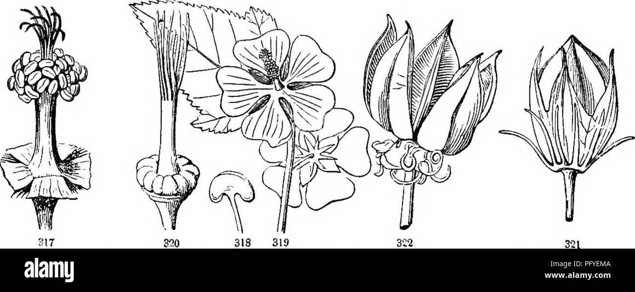 . Botanik für Jugendliche und Schulen. Wie Pflanzen wachsen, eine einfache Einführung in die Botanik. Mit einem beliebten Flora, oder eine Anordnung und Beschreibung der gemeinsamen Anlagen, Wild- und kultiviert. Botanik; Botanik. 132 beliebte FLOEA. {Napma) Glade-Mallow, {Sfida) SiDA. {Abidlhm) Indias-Mallow. Involucel oder äußeren Kelch keine. Blüten zweihäusig, klein, weiß. Pods oder Zellen - gesät. Blumen perfekt. Zellen des Pod 5 bis 15. Samen nur eine in jeder Zelle. Blumen gelb oder weiß, Samen 2 bis 9 in jeder Zelle. Antheren an den Seiten des oberen Teil des schmalen Spalte angehängt. I' Stockfoto