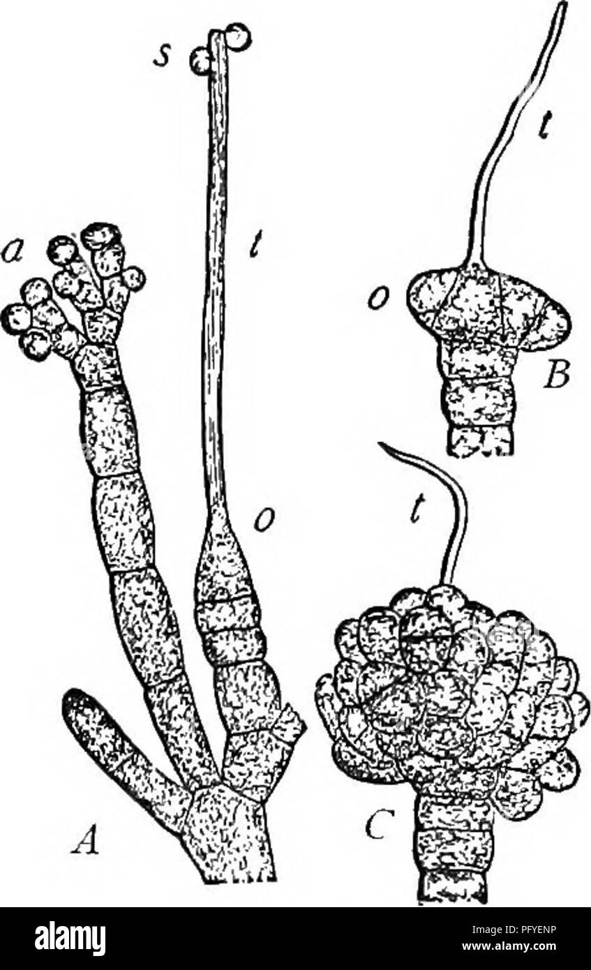 . Ein Lehrbuch der Botanik für die Sekundarstufe. Botanik. ALG^ 127 kleine Früchte (Abb. 119, 5 und C, Abb. 120). Die Sporen Es enthält die Alge Pflanzen wieder produzieren. Ein solches Leben - Geschichte ist komplexer als jeder bisher gegeben. Während der vegetationsperiode Die tetraspores der Pflanze vermehren; und das Leben - Geschichte kann angezeigt werden, wie folgt, P die ordentliche Anlage Körper: P-tetraspore-P-tetraspore-P-tetraspore, usw. Eine solche Serie, aber Benennung, nicht endlos fortsetzen; denn es durch die Ankunft eines ungünstigen Zeitraum angehalten wird, eine solche Frist im Winter stellt zu vielen Pflanzen. Im Leben - Stockfoto