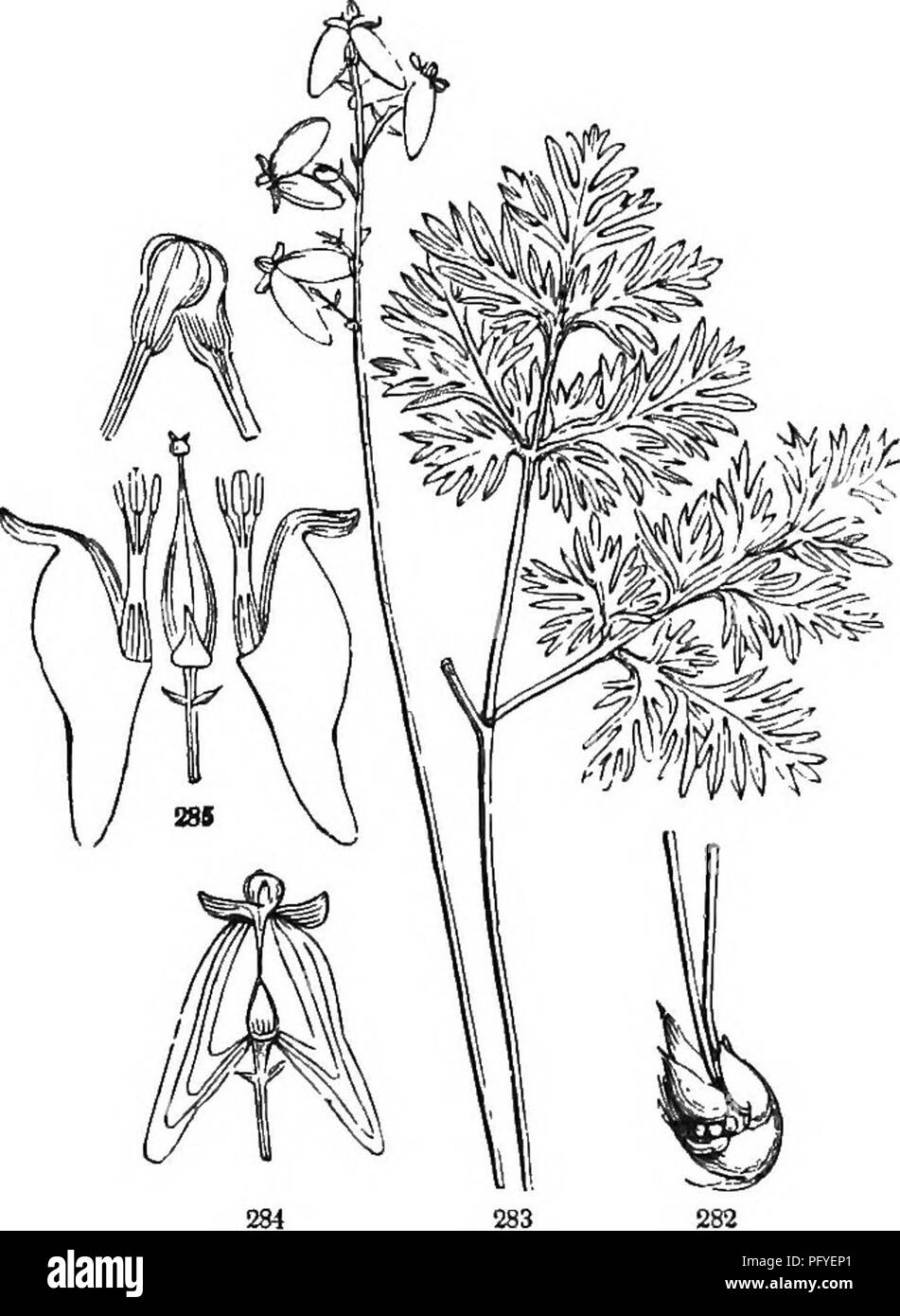 . Botanik für Jugendliche und Schulen. Wie Pflanzen wachsen, eine einfache Einführung in die Botanik. Mit einem beliebten Flora, oder eine Anordnung und Beschreibung der gemeinsamen Anlagen, Wild- und kultiviert. Botanik; Botanik. POrULAK FLORA. 123 9. FUMITORY FAMILIE. Um FUMARIACE^. Ausschreibung Kräuter mit einem farblosen Saft, Compound alternative Blätter, und unregelmäßigen Blume* mit nur zwei kleinen Maßstab - wie Kelchblättern, eine abgeflachte und geschlossene Blütenkrone 4 Blütenblätter mehr oder weniger zusammen gewachsen, die beiden äußeren größer mit kleinen Tipps zu verbreiten, die zwei inneren Kleine und mit löffel-förmigen Spitzen Stick - zusammen ing f Stockfoto