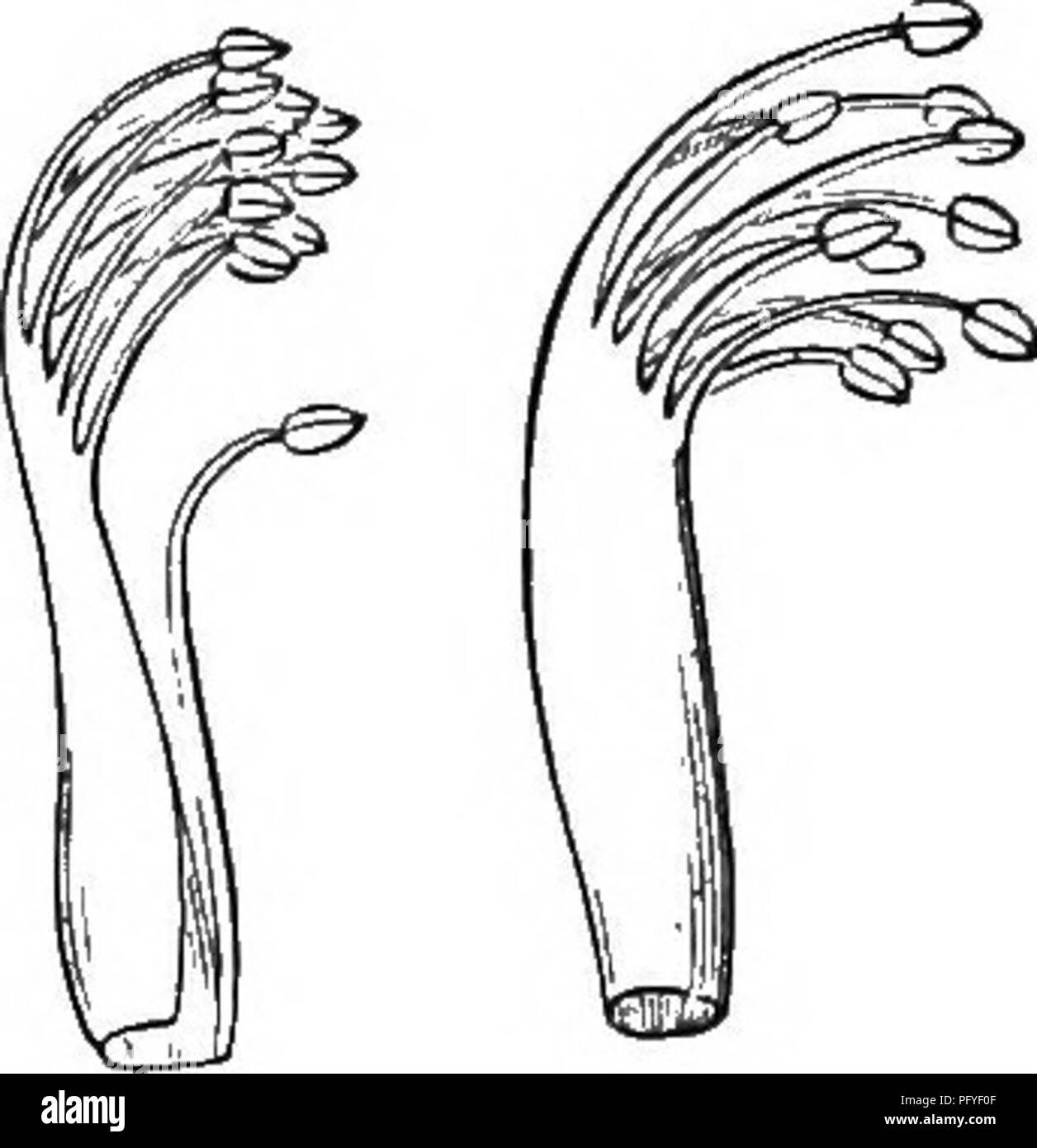 . Botanik für Jugendliche und Schulen. Wie Pflanzen wachsen, eine einfache Einführung in die Botanik. Mit einem beliebten Flora, oder eine Anordnung und Beschreibung der gemeinsamen Anlagen, Wild- und kultiviert. Botanik; Botanik. 214. United Staubblätter sind ebenfalls häufig. Sie können durch ihre Fäden oder durch ihre antheren werden. In der Kardinal - Blume (Abb. 184), und anderen Lobelien, sowohl die Antheren (a) und die Filamente (/) in ein Rohr verbunden sind. So auch in der Kürbis und Squash. Botaniker verwenden die folgenden Begriffe die verschiedenen Weisen, in denen Staubgefäßen angeschlossen werden können. Sie sind Syngenesious, wh Stockfoto