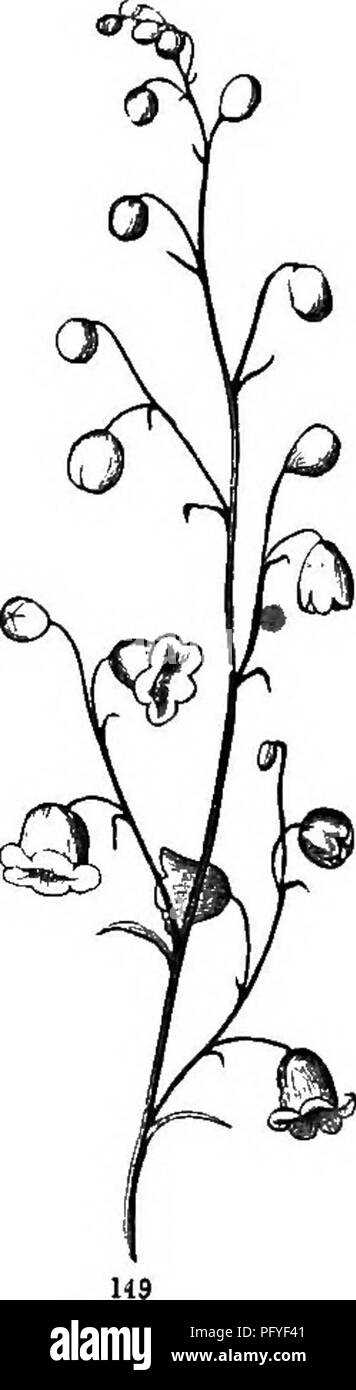 . Botanik für Jugendliche und Schulen. Wie Pflanzen wachsen, eine einfache Einführung in die Botanik. Mit einem beliebten Flora, oder eine Anordnung und Beschreibung der gemeinsamen Anlagen, Wild- und kultiviert. Botanik; Botanik. . Bitte beachten Sie, dass diese Bilder sind von der gescannten Seite Bilder, die digital für die Lesbarkeit verbessert haben mögen - Färbung und Aussehen dieser Abbildungen können nicht perfekt dem Original ähneln. extrahiert. Grau, Asa, 1810-1888. New York, Ivison &Amp; Phinney Stockfoto