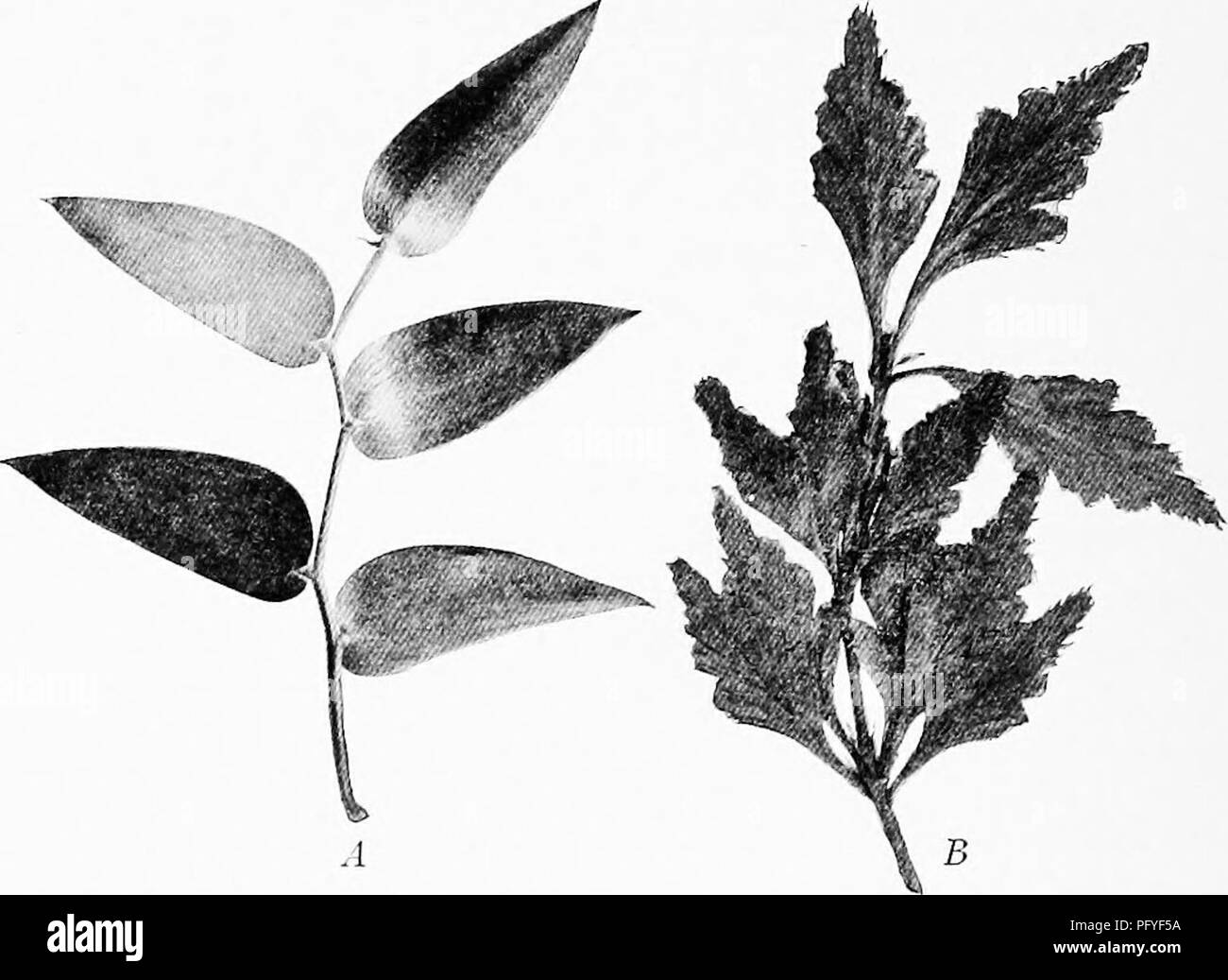 Diese Illustration zeigt das Konzept der Cladophylls, die modifizierte Zweige sind, die das Aussehen und die Funktion von Blättern annehmen. Das gezeigte Beispiel ist die Wedding Smilax, bei der die modifizierten Zweige als Blätter fungieren, während die wahren Blätter klein und schuppenartig sind. Dieser visuelle Leitfaden hilft den Schülern, die Pflanzenmorphologie und die Anpassung von Pflanzenstrukturen zu verstehen. Stockfoto