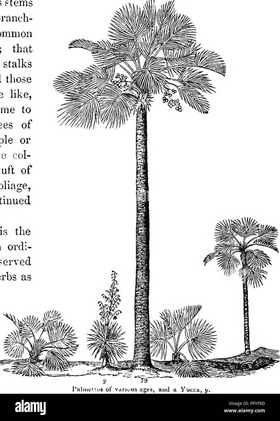 . Botanik für Jugendliche und Schulen. Wie Pflanzen wachsen, eine einfache Einführung in die Botanik. Mit einem beliebten Flora, oder eine Anordnung und Beschreibung der gemeinsamen Anlagen, Wild- und kultiviert. Botanik; Botanik. 42 Wie Pflanzen wachsen. des Ganzen. Wie Stängel gut genug innen genannt werden, weil ihre Holz steigt in der Menge, wie sie älter werden, durch die Bildung von neuen Threads oder Fasern aus Holz innerhalb oder zwischen den alten. 114. Außerdem, endogenen ftems sind wahrscheinlich nur wenige oder keine Niederlassung zu-es machen. Spargel ist das einzige gemeinsame Beispiel für das Gegenteil; dass Branchen frei. Aber die Stockfoto