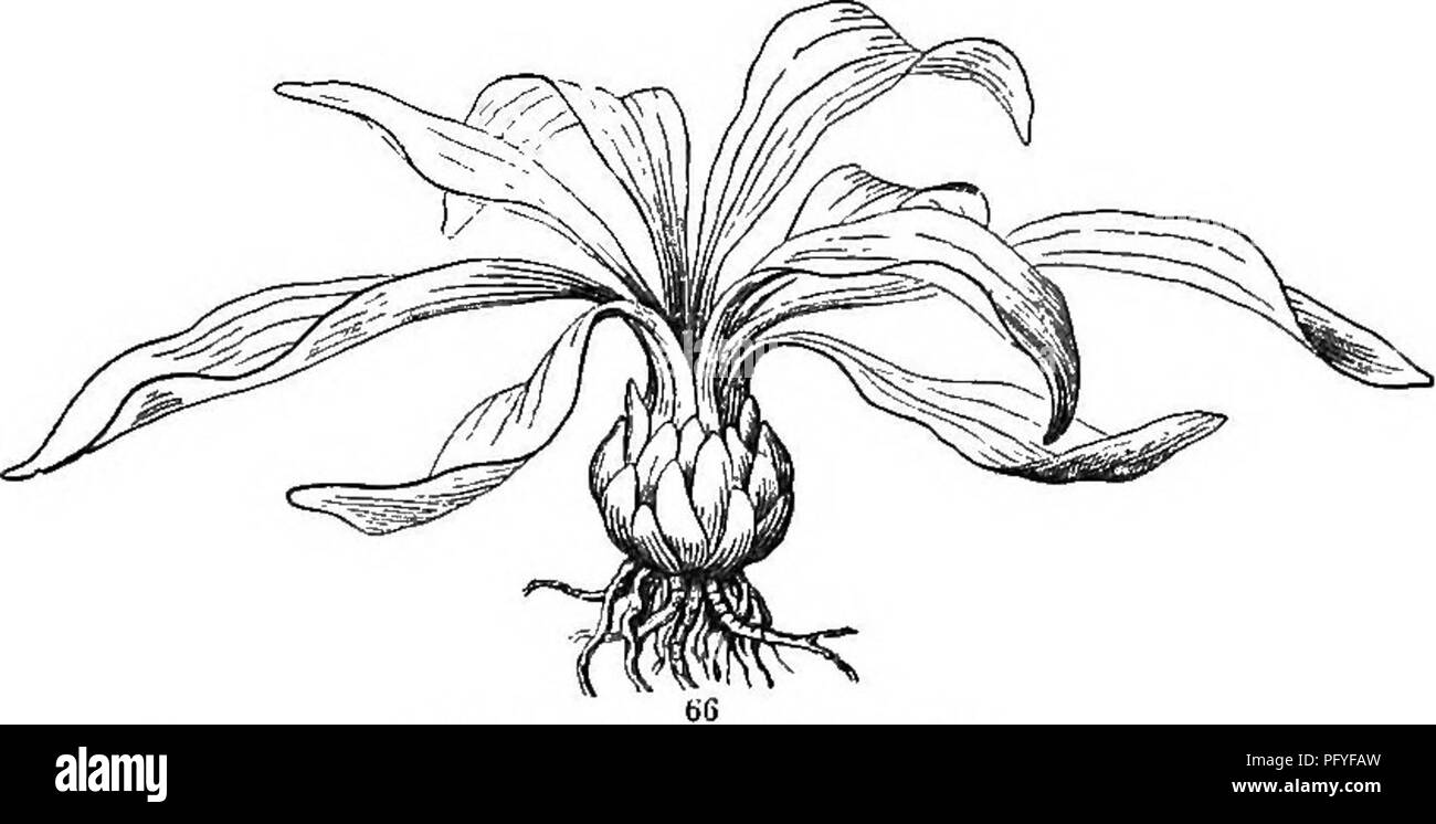 . Botanik für Jugendliche und Schulen. Wie Pflanzen wachsen, eine einfache Einführung in die Botanik. Mit einem beliebten Flora, oder eine Anordnung und Beschreibung der gemeinsamen Anlagen, Wild- und kultiviert. Botanik; Botanik. 32 WIE PFLANZEN GEOW JAHR NACH YEAK. Zerrissen jedes Blatt, das vergrössert oder verdickt für enthalten ist. Diese dicken Blatt-Basen oder Skalen, überfüllten zusammen, bilden die Glühbirne; alle aber sehr kurzen Stiel, innerhalb, trägt diese Waagen vor und sendet die Wurzeln von unten. Abb. 67 zeigt eines der Blätter der Jahreszeit, aus, mit Ihrer Basis cut acr Stockfoto
