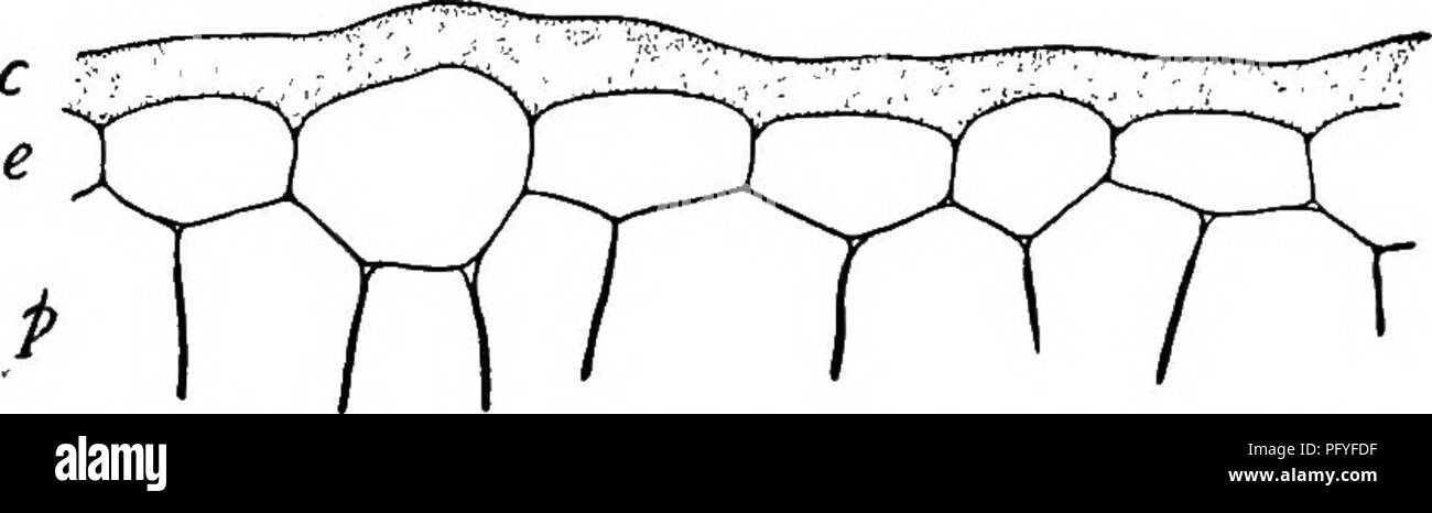 . Ein Lehrbuch der Botanik für die Sekundarstufe. Botanik. Blätter 25 Aktive mesophyll Zellen würde bald alle ihre Wasser verlieren. In einigen Werken von sehr trockenen Regionen, was angesehen werden kann wie mehrere epidermalen Schichten angezeigt. (2) Die palisade Schicht der mesophyll (§ 13) ist auch sehr häufig vorhanden und dazu neigt, transpira zu vermindern. FlG. 19. - Abschnitt througii einen kleinen Teil der Eibe Blatt, zeigen die epidermale Schicht (e) mit der Kutikula (c), und der obere Teil der palisade Layer (p). tion, wodurch nur die Enden der lang gestreckten Zellen, die so dicht zusammenstehen, dass es keine Trocknung zwischen Th Stockfoto