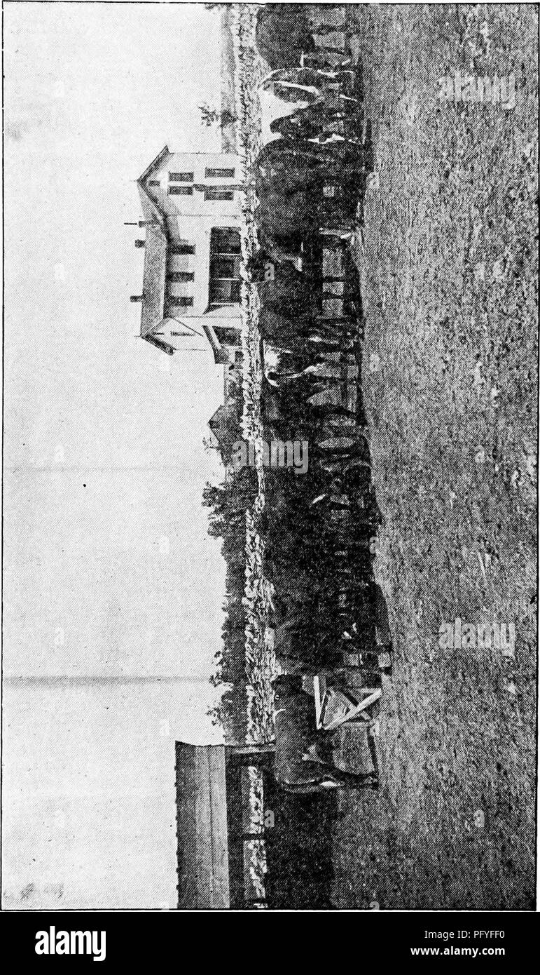 Dieses Bild zeigt luzerne, auch bekannt als Medicago sativa, eine Legume mit mehreren Namen wie luzern, Spanisch-Dreireifen und anderen. Es beschreibt seine Qualitäten, Produktionsmethoden und Verwendungszwecke, insbesondere in den USA und Kanada. Stockfoto