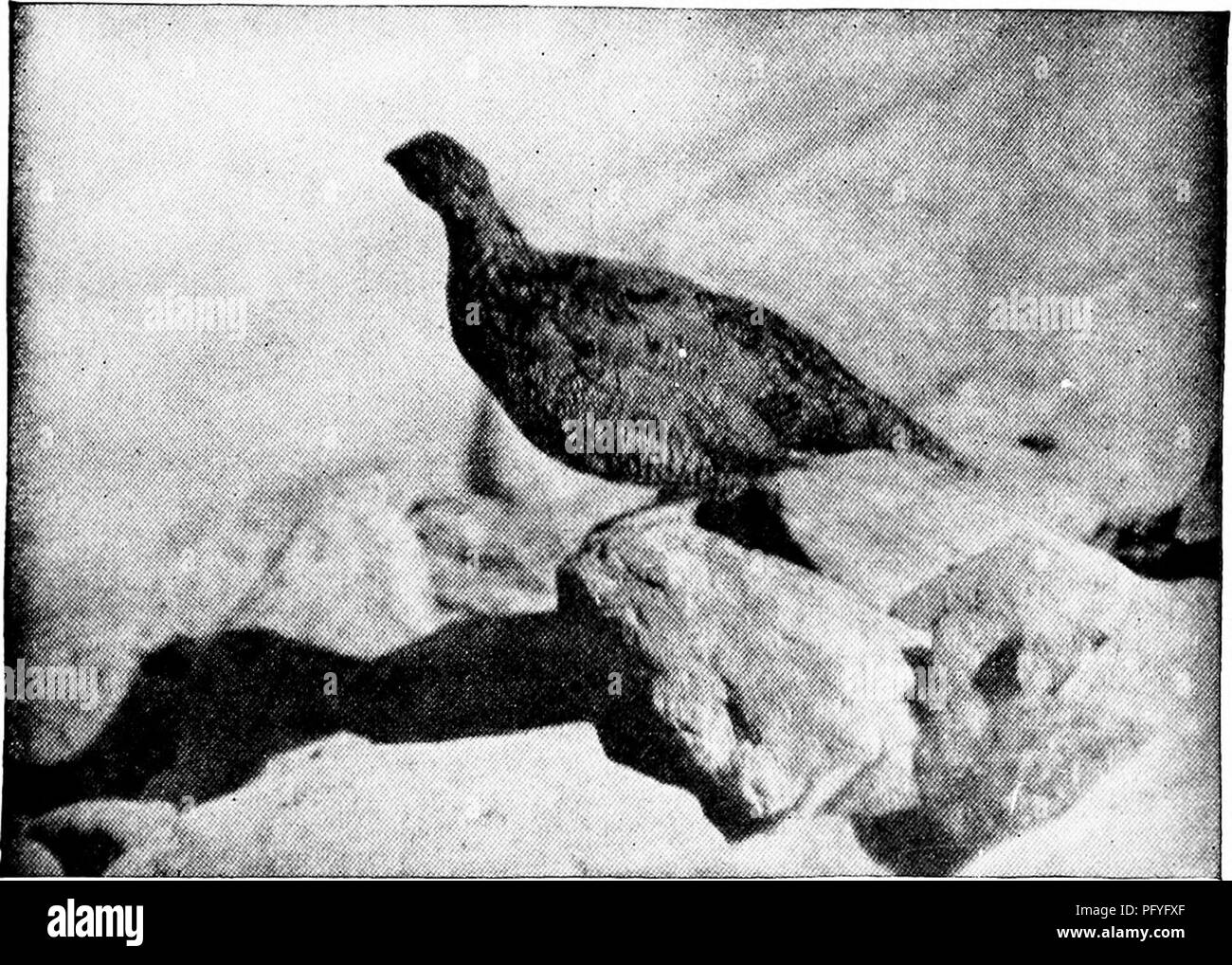 . [Artikel über Vögel von National Geographic Magazin]. Vögel. Weibliche xND drei Jungen DER ROCK PTARMIGAN Die gedämpften und grau-braunes Gefieder ein Foto der vier Vögel schwierig ohne Hintergrund von Weißen. IMiutos von George Shiras, 3 FEMALE ROCK PTARMIGAN, fotografiert an fünf Fuß" Die Henne hatte zwei Hinweise für die Jungen, ein, wodurch sie Vorrat noch zu bleiben oder sich ducken, wo auch immer sie geschehen zu sein - und so treu war der Gehorsam, ich konnte die jungen Abholen - und noch ein Hinweis, was dazu geführt hat, dass die Jungen sofort zu einem Overhead Schutz, eitlier beneat suchen Stockfoto