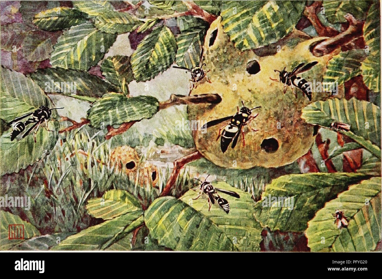 Artikel Uber Vogel Von National Geographic Magazin Vogel Wie