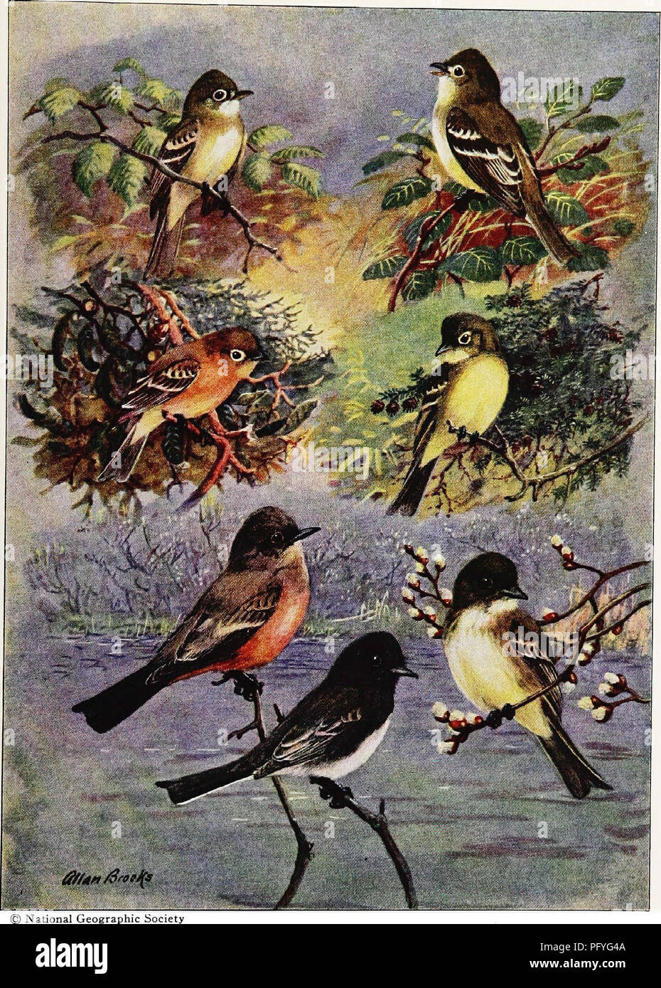 . [Artikel über Vögel von National Geographic Magazin]. Vögel. Fliegenfänger UND ANDERE FREUNDE IN den Federn. ) National Geographic Society MILLIONEN SCHÄDLINGE SIND ZERSTÖRT DURCH DIESE GEFLÜGELTEN FLYTRAPS Klein, pert, und energisch, die am wenigsten Schopftyrann (oben links) oft Striche auf das Gras in der Verfolgung seiner Beute. Weniger bekannt sind die Erle Schopftyrann (oben rechts) mit ähnlicher Farbe, aber andere Note, die Buff-breasted (Mitte links) des südwestlichen Bergen, und die schüchterne, Ruhestand Yellow-bellied (Mitte rechts). Die östliche Phoebe (unten rechts), in der Nähe von Nachbarn des Menschen, fängt Insekten w Stockfoto