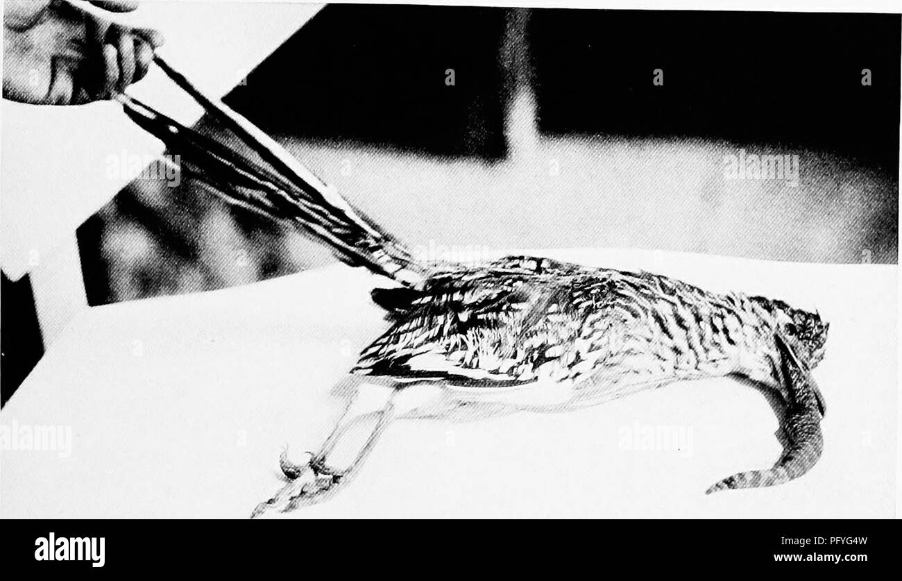 . [Artikel über Vögel von National Geographic Magazin]. Vögel. Papageien, Eisvögel, UND FLIEGENFÄNGER805. Foto von F. W. Hoepfner BEWEISE DAFÜR, DASS EINE STRASSE - EUNNER ESSE ein RATTLER ich schon früh eine Feder ein Bauer, J. C. Carraway, Hearne, Texas, wurde zu Fuß in den Mesquite Bürste mit einige seiner Hunde, wenn er nach dieser Vogel frisst kam eine Schlange. Seine Hunde getötet Die road-Runner, die belastet wird, war nicht in der Lage zu laufen oder fliegen. Das Reptil ist ca. 15 cm lang (Seite 812). die Augen zu songsters bekannte Träger nur aus Büchern und stimmlosen Museum Probestücke identifizieren. Durch Stockfoto