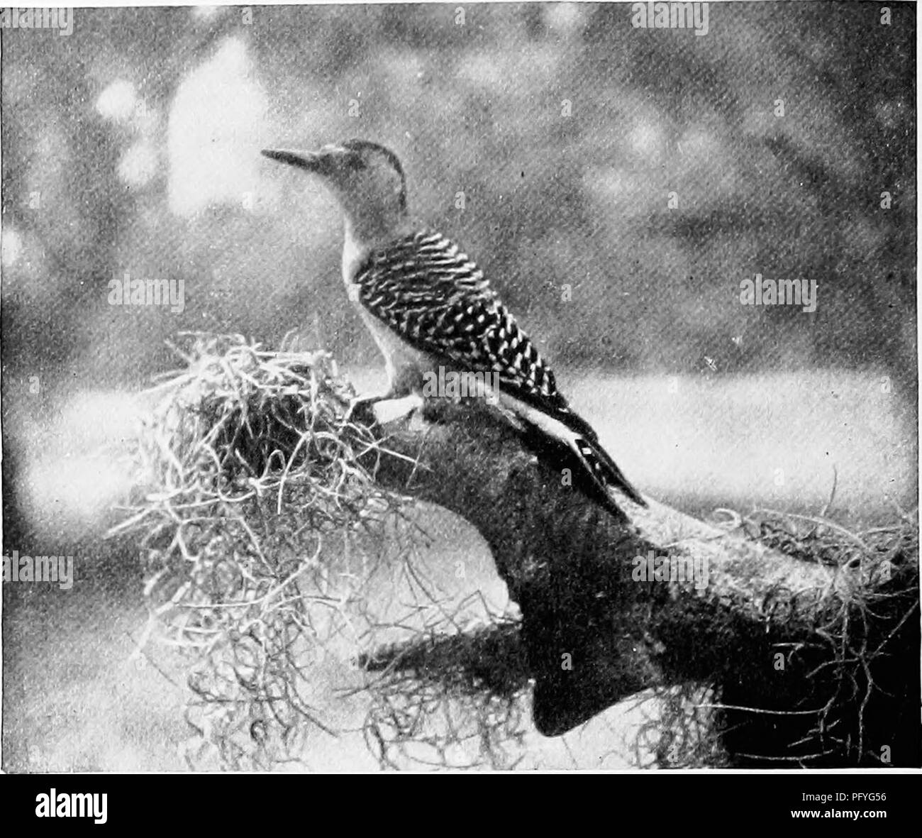 Der artikel hebt den Rotbauchspecht hervor, einen im Süden der Vereinigten Staaten verbreiteten Vogel, der für seine markanten ruckartigen Bewegungen beim Klettern auf Bäumen und seine charakteristischen Rauschrufe bekannt ist. Der Spechte lebt sowohl in Nadel- als auch Laubwäldern. Stockfoto
