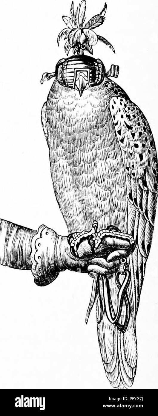 . Reptilien und Vögeln. Eine beliebte Berücksichtigung der verschiedenen Aufträge; mit einer Beschreibung der Gewohnheiten und die Wirtschaft der am meisten interessant. Vögel und Reptilien. FiK. 291.-Haube. Abb. 292,- gekleidet Falcon. seinen Hunger; und die Freude, die Sie anschließend Erfahrungen in Essen neigt es enger an den einzelnen, der es füttert zu befestigen.. Bitte beachten Sie, dass diese Bilder sind von der gescannten Seite Bilder, die digital für die Lesbarkeit verbessert haben mögen - Färbung und Aussehen dieser Abbildungen können nicht perfekt dem Original ähneln. extrahiert. Figuier, Louis, 1819-1894; Gillmore, Parker, Ed.Sp Stockfoto