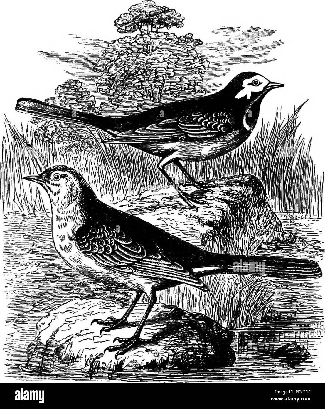 . Ländliche Vogelwelt von England: Essays über die Ornithologie, mit Anweisungen für die Erhaltung der Objekte in Bezug auf die Wissenschaft. Vögel, Vögel. Bachstelzen. Da wir über das Weideland im Sommer Spaziergang Wir versammelte sich ein kleines Vögelchen flink hierher ausgeführt und dahin rund um die Fütterung von Rindern, gelegentlich Äußern eines scharfen Hinweis, und unablässig Stößen seinen Schwanz mit einem Ventilator - wie Bewegung. Als wir näher stoppt er und schaut uns misstrauisch, und dann, nur ein Hinweis von Alarm, bewegt sich in wellenförmigen Flug für eine kurze Strecke, und sich, zu erwarten unsere Ansatz, wenn es wieder Flügel nimmt, agai Stockfoto