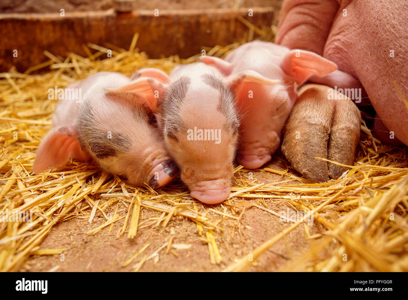 Piggy auf den Hintergrund der Mutter Stockfoto