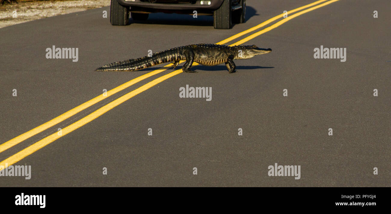 Alligator kreuzt die Straße Stockfoto