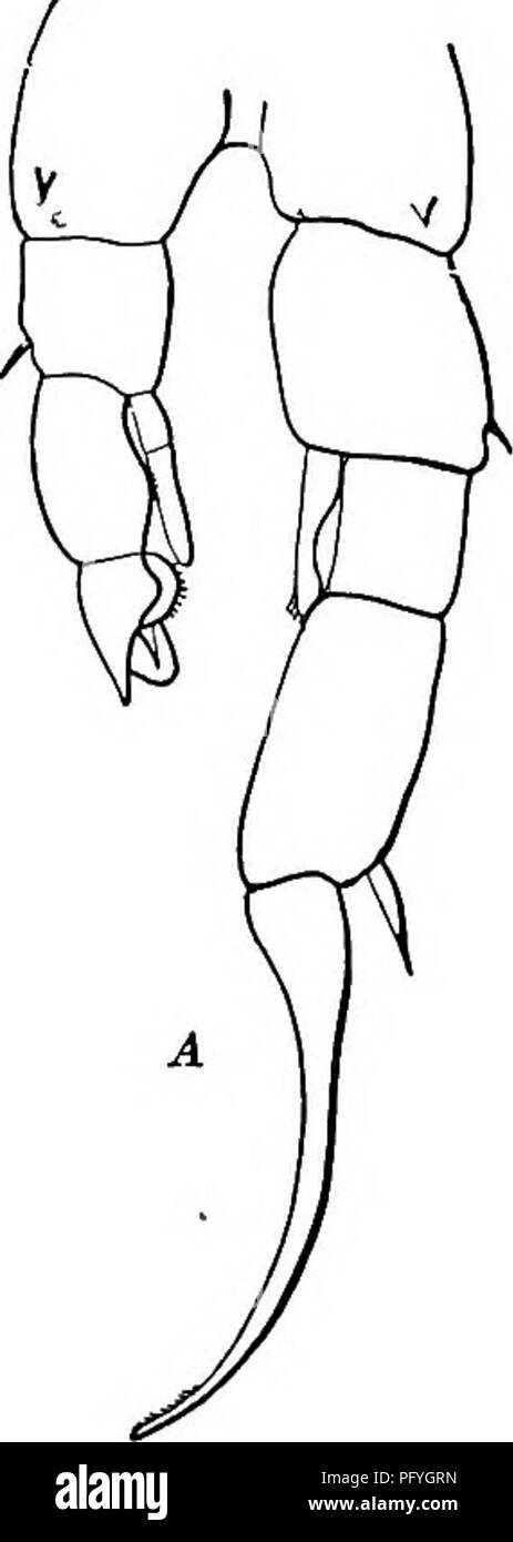 Diese Arbeit über Süßwasserbiologie befasst sich mit den Arten, die in den Rocky Mountains vorkommen, einschließlich des riesigen roten Diaptomus shoshone. Der Text enthält Beschreibungen seiner physikalischen Eigenschaften und Habitatpräferenzen in Bergseen. Stockfoto