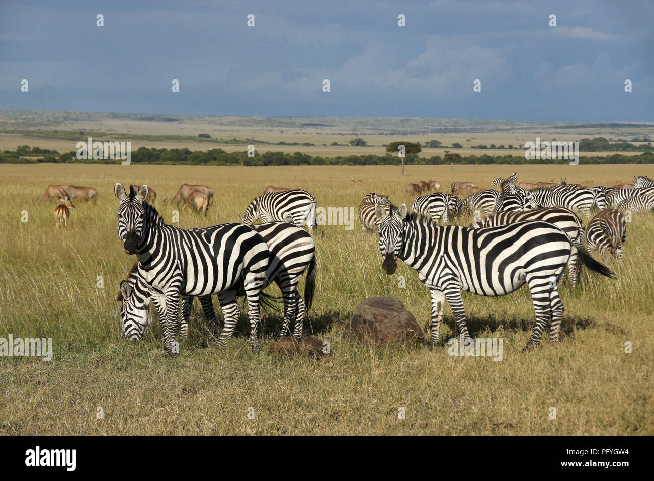Burchell's (Common, Plains) Zebras, Topis, Impala, und Gazellen auf den Wiesen der Masai Mara, Kenia Stockfoto