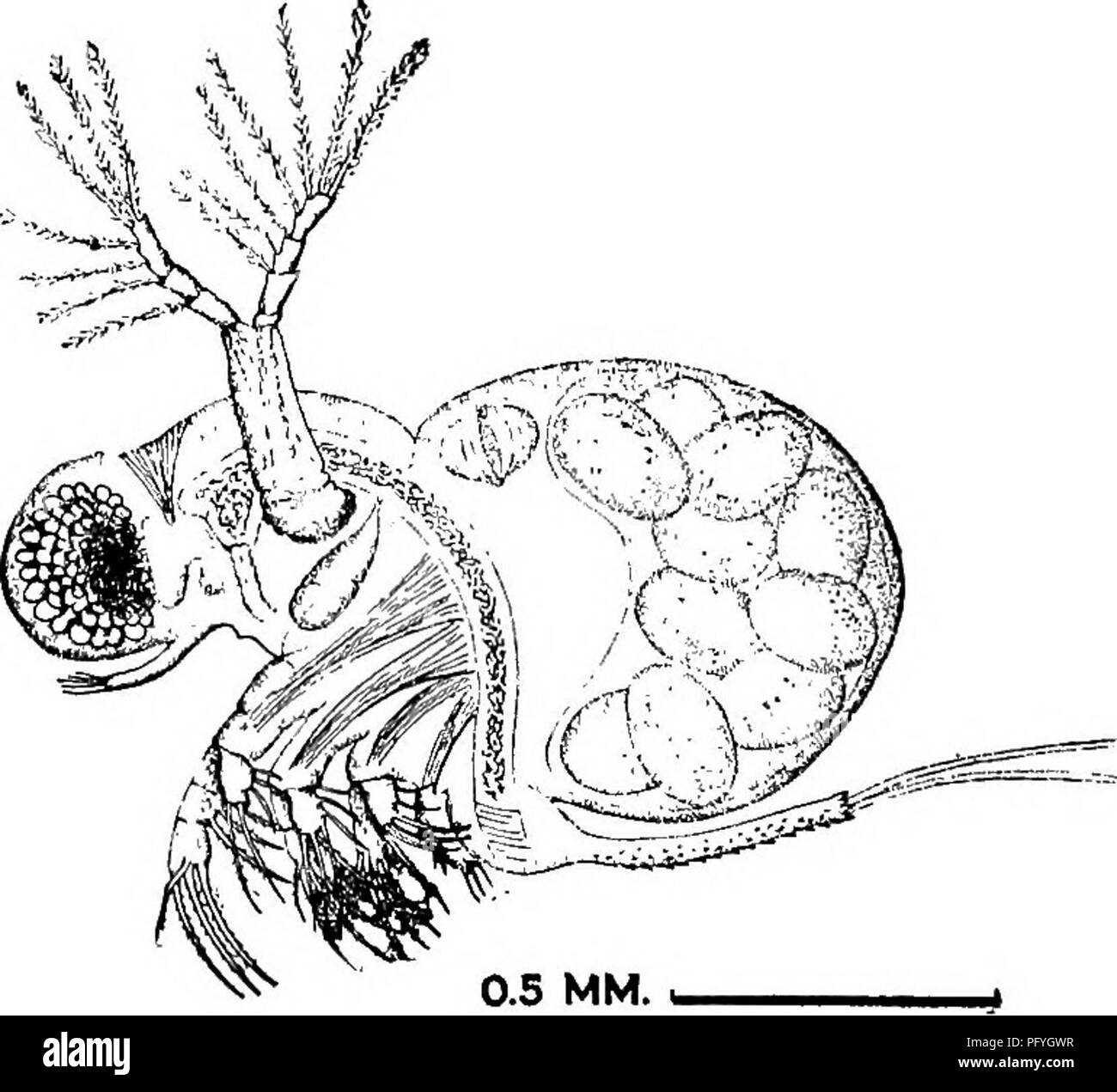 . Süßwasser-Biologie. Süßwasser-Biologie. 0. r MM. 248 (i) Körper und Füße nicht von Shell abgedeckt. Füße subcylindrical oder abgeflacht, Gelenkwelle, Spezial-zwischensohle. . Abschnitt B. Gymnomera. 249 keine fornices. Rami von Antennen 3 - bis 4-joiuted. Füße, 4 bis 6 Paaren, Gelenkwelle, Spezial-zwischensohle. 249 (250) Vier Paar Füße, Stout, komprimiert, mit Klaue - Kke Stacheln und Branchial Anhängsel. Stamm I. Onychopoda. Einzige Familie. Polyphemidae Baird. Körper sehr kurz. Shell umgewandelt in großen kugelförmigen Brut-sac. Kaudale Prozess lange, schlanke, mit 2 langen KAUDALE stylets oder Seten. Rami von Antennen mit 3 und 4 Gelenken. Auge sehr groß Stockfoto