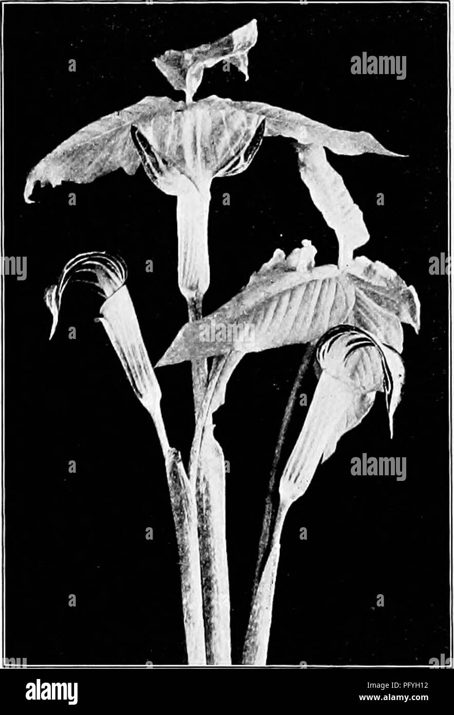 . Fotografie für Sportler Naturforscher. Natur Fotografie; Fotografie. 250 Pbotogmpby für Sportler Isaturalist Schnittblumen müssen immer in-Türen fotografiert werden. So löschen Sie ein Foto-Graph mit so scharf einen Überblick und so detailliert wie möglich ist, damit es einen beliebigen Wert zu erhalten; und als die geringste Bewegung auf der Teil der Pflanze während der Exposition wird diese völlig ruinieren, es liegt auf der Hand, dass die Arbeit getan werden muss, wo es absolut keine Luft rühren. Deshalb arbeiten in der Offen ist hier nicht in Frage. Da sich die Exposition ist, notwendigerweise, lange, Bewegung Stockfoto