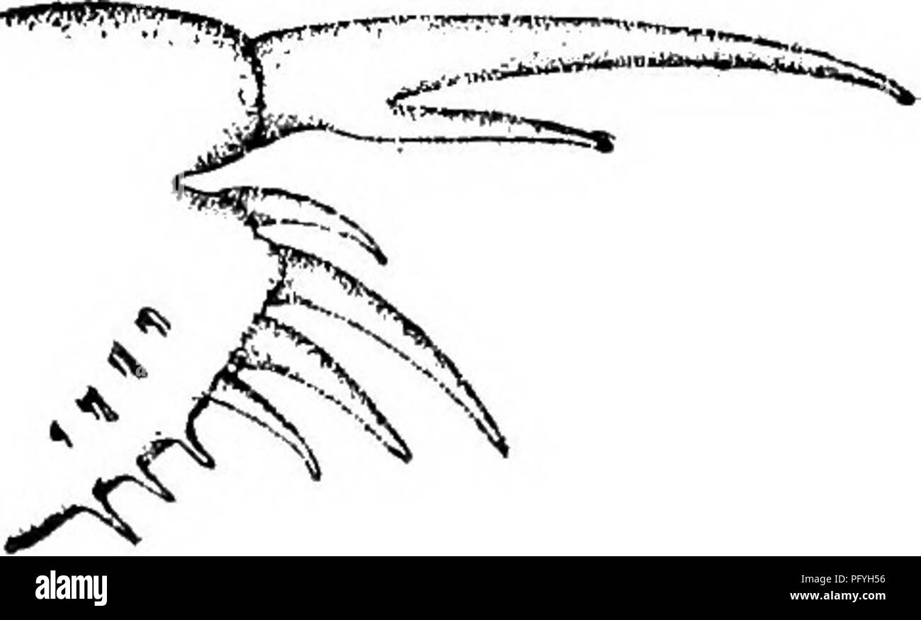 . Süßwasser-Biologie. Süßwasser-Biologie. Abb. 1124. Euryalona occidentalis Sars. cercus. Fünf Paar Füße; Haken auf den ersten Fuß von 9. oberen (ventral) Seite der Post - Abdomen über Mitte, i.o mm.; $ 0,7 mm. Florida, Louisiana, Texas; nicht bei verunkrautetem Schwimmbäder und Seen ungewöhnlich. ^ 3S (123) Körper nicht stark komprimiert; Krallen mit i basale Wirbelsäule, oder selten Keine. 136 Für alle Arten mit zwei Stacheln an Anschlußklemme Claw, siehe 171 ft. 136 (168) Tribüne nicht wesentlich überschreiten antennules 137 137 (167) Tribüne hingewiesen. . 138 138 (150) temporal unteren posteal Winkel abgerundet, ohne Zähne 139 139 (144, 147) Post - Abdomen mit ma Stockfoto