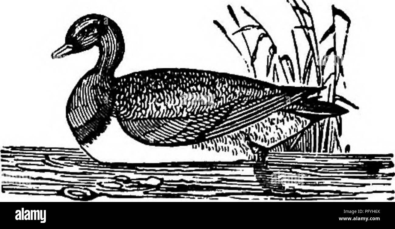 . Illustrierte Naturgeschichte: Bestehend aus Beschreibungen der Tiere, Vögel, Fische, Reptilien, Insekten, etc., mit Skizzen ihrer eigenartigen Gewohnheiten und Eigenschaften. Zoologie. Schwimmer. 305 Vögel sind in einem sehr ausgeklügelte Falle, als Lockvogel. Es ist ein perfektes Gebäude der Stangen und Netze, und wird in der Form einer Röhre gebaut, sehr breit am Mund, und sehr an der Spitze schmaler. Die Enten sind veranlasste die "Pipe" durch die Eskapaden eines Hundes ein, und durch einige Hanf samen, die zuvor auf dem Wasser gestreut. Sie sind dann weiter gefahren, um das kleinere Ende, wo thej gefangen und getötet. Stockfoto . Illustrierte Naturgeschichte: Bestehend aus Beschreibungen der Tiere, Vögel, Fische, Reptilien, Insekten, etc., mit Skizzen ihrer eigenartigen Gewohnheiten und Eigenschaften. Zoologie. Schwimmer. 305 Vögel sind in einem sehr ausgeklügelte Falle, als Lockvogel. Es ist ein perfektes Gebäude der Stangen und Netze, und wird in der Form einer Röhre gebaut, sehr breit am Mund, und sehr an der Spitze schmaler. Die Enten sind veranlasste die "Pipe" durch die Eskapaden eines Hundes ein, und durch einige Hanf samen, die zuvor auf dem Wasser gestreut. Sie sind dann weiter gefahren, um das kleinere Ende, wo thej gefangen und getötet. Stockfoto