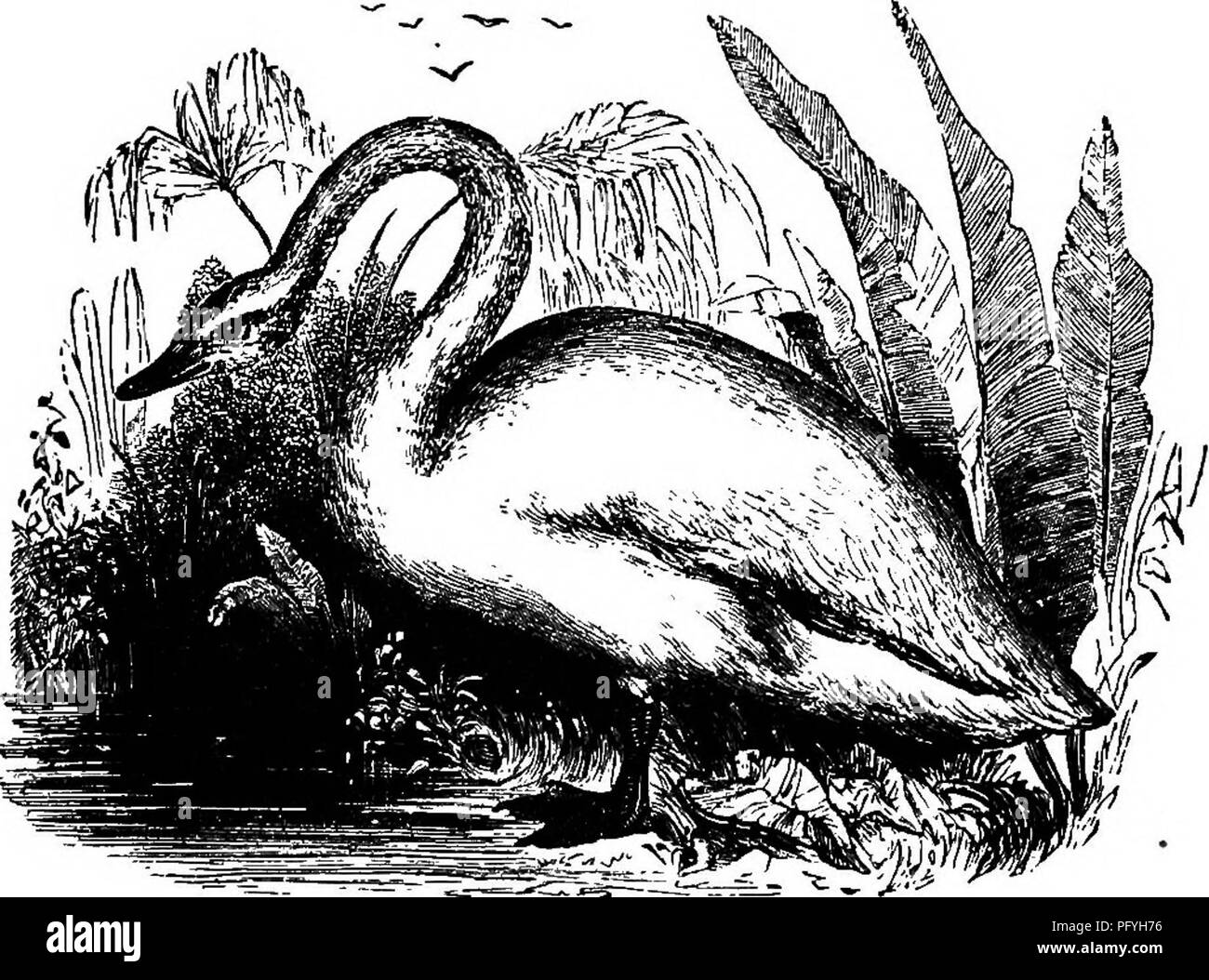 . Illustrierte Naturgeschichte: Bestehend aus Beschreibungen der Tiere, Vögel, Fische, Reptilien, Insekten, etc., mit Skizzen ihrer eigenartigen Gewohnheiten und Eigenschaften. Zoologie. SWIMMEES. 303 Gesetzentwurf der scheint der Schwanz des anderen zu berühren. Der Wilde Schwan hat gestaltet "der friedliche Monarch der See." Seine Rechnung ist halb-zylindrischen und Schwarz; Cere, Gelb; Körper, whit*; Kopf und Nacken, leicht getönt mit gelblicher Streifen; Iris,. Das Pfeifen Swan, Braun; Beine und Füße, schwarz. Das Weibchen ist etwas kleiner als die Männchen, und die Jungen sind grau. Die Länge der ausgewachsenen Mals Stockfoto . Illustrierte Naturgeschichte: Bestehend aus Beschreibungen der Tiere, Vögel, Fische, Reptilien, Insekten, etc., mit Skizzen ihrer eigenartigen Gewohnheiten und Eigenschaften. Zoologie. SWIMMEES. 303 Gesetzentwurf der scheint der Schwanz des anderen zu berühren. Der Wilde Schwan hat gestaltet "der friedliche Monarch der See." Seine Rechnung ist halb-zylindrischen und Schwarz; Cere, Gelb; Körper, whit*; Kopf und Nacken, leicht getönt mit gelblicher Streifen; Iris,. Das Pfeifen Swan, Braun; Beine und Füße, schwarz. Das Weibchen ist etwas kleiner als die Männchen, und die Jungen sind grau. Die Länge der ausgewachsenen Mals Stockfoto