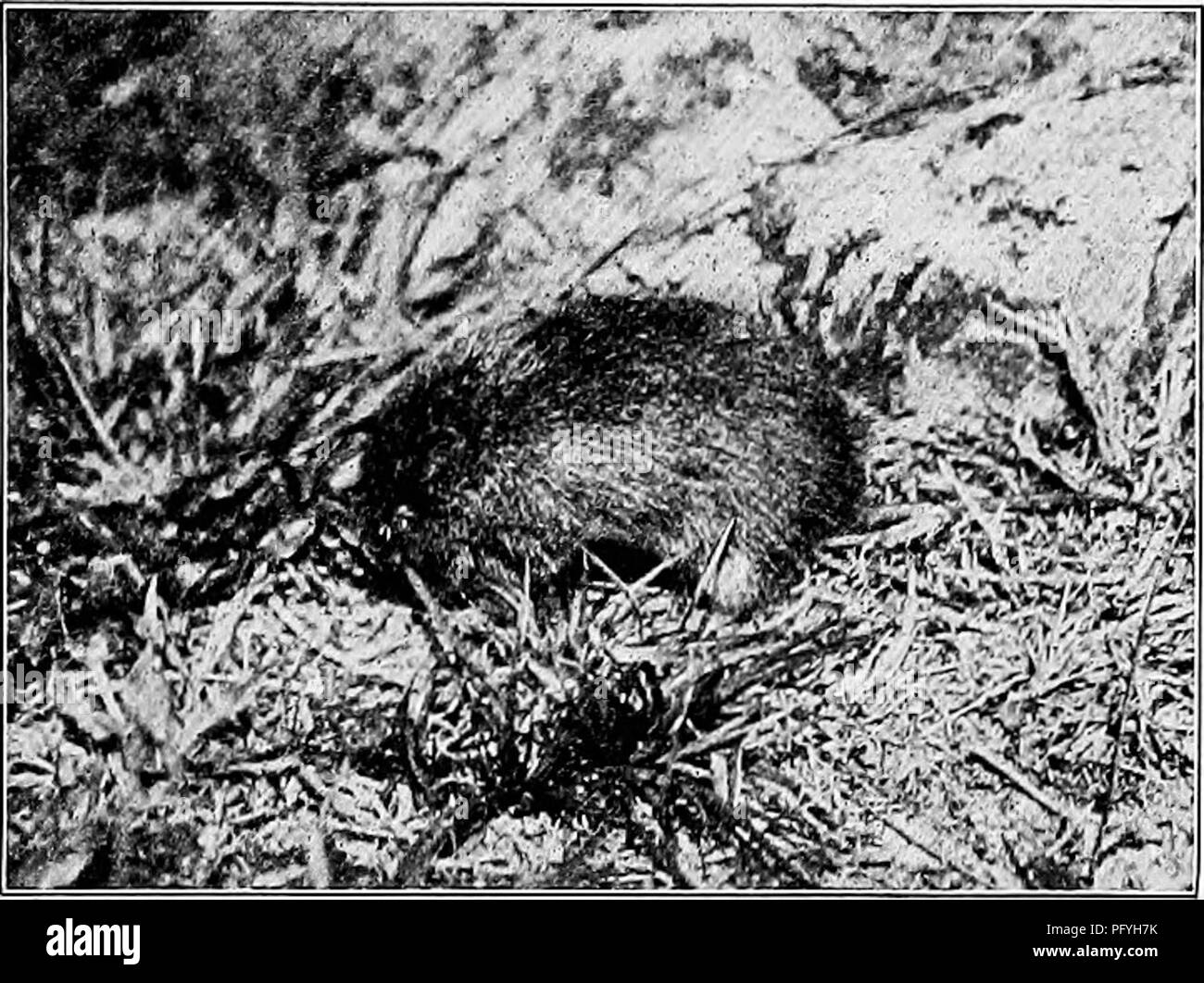 . Fotografie für Sportler Naturforscher. Natur Fotografie; Fotografie. Fotografieren der Kleinere Säugetiere 125 Hafen mindestens mehrere hundert dieser kleinen Gefährten, und doch, außer einem gelegentlichen Quietschen und Rascheln im Gras, können wir nie wissen über ihre Anwesenheit. Lassen Sie uns unter dem Verfilztem Gras aus und wir finden ihren schmalen aber gut definierten "run-Möglichkeiten "Dehnung in jeder Richtung, sich überschneidende und Kreuzen, bis wir Dis-Abdeckung, die das Feld ist ein Veri-Tabelle Netzwerk dieser Mini-atur Straße-Möglichkeiten, und es gibt ein pop Uebergangsregelung und einem geschäftigen Leben werden - n Stockfoto