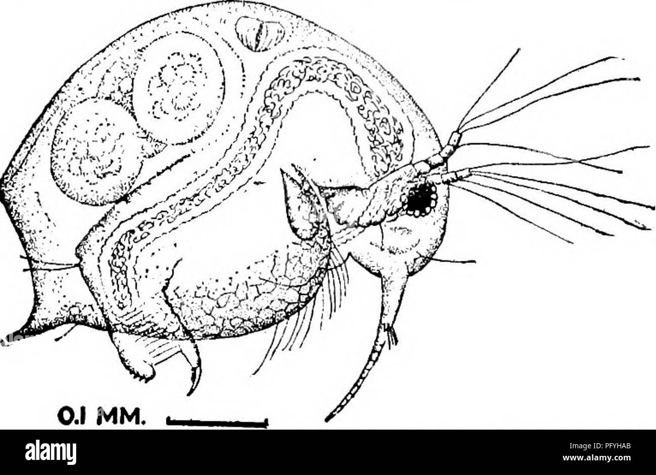 . Süßwasser-Biologie. Süßwasser-Biologie. Die WASSERFLÖHE (CLADOCERA) 707 80 (81) Mucro kürzer als Krallen und Prozess. Bosmina obtusirostris Sars 1861. Frontale Sinn - das Haar in der Nähe der Kreuzung von antennules. Anlennules kürzer als die Länge der Ventile. Shell netzartigen oder glatt. Länge, 9, 0,3-0,5 mm. In Pools und Seen; nicht selten; sehr variabel.. Bitte beachten Sie, dass diese Bilder sind von der gescannten Seite Bilder, die digital für die Lesbarkeit verbessert haben mögen - Färbung und Aussehen dieser Abbildungen können nicht perfekt dem Original ähneln. extrahiert. Bezirk, Henry Baldwin, 186 Stockfoto