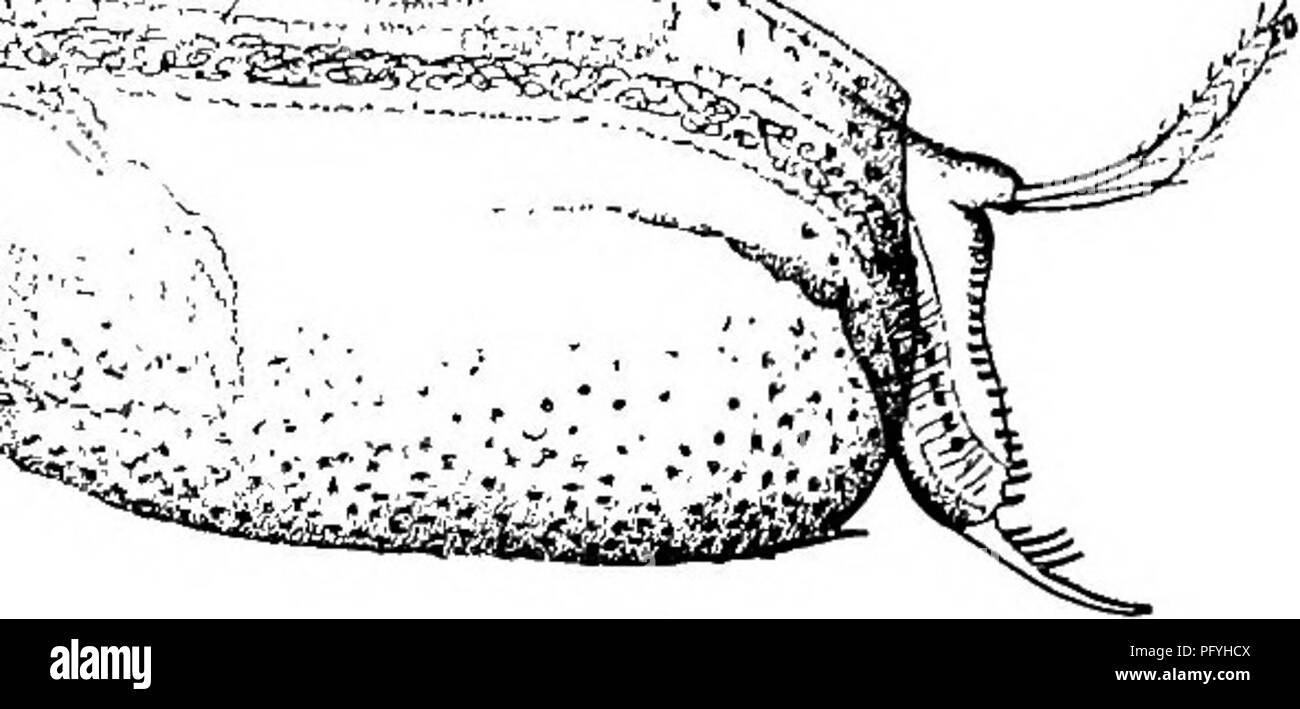 . Süßwasser-Biologie. Süßwasser-Biologie. 31 "^V:,-^L^-*''*. '"^;^-5^"' € f^ft?^^ s^^^). .1 mm. I-FlG. losi. Sida cryslalUna. (Sofern nicht anders angegeben sind alle Zahlen, die speziell für dieses Kapitel gezogen wurden.) Farbe gelblich-glasigkeit, manchmal mit brilhant blaue Flecken. Länge,?, 3.0-4-0 mm; g, i. s -2,0 mm. Gemeinsame in Seen und Teichen unter Unkraut. 5 (4) Die dorsale Ramus von Antenne 2 verbunden 6 6 (9) Mit seitlicher Expansion auf die basale Verbindung von Ramus dorsalis der Antenne. Latona Straus 1820. 7 Große, Zungenförmigen Projektion auf der ventralen Seite des Kopfes, die ventrale Oberfläche konkav. Ventrale ramus von Ant Stockfoto