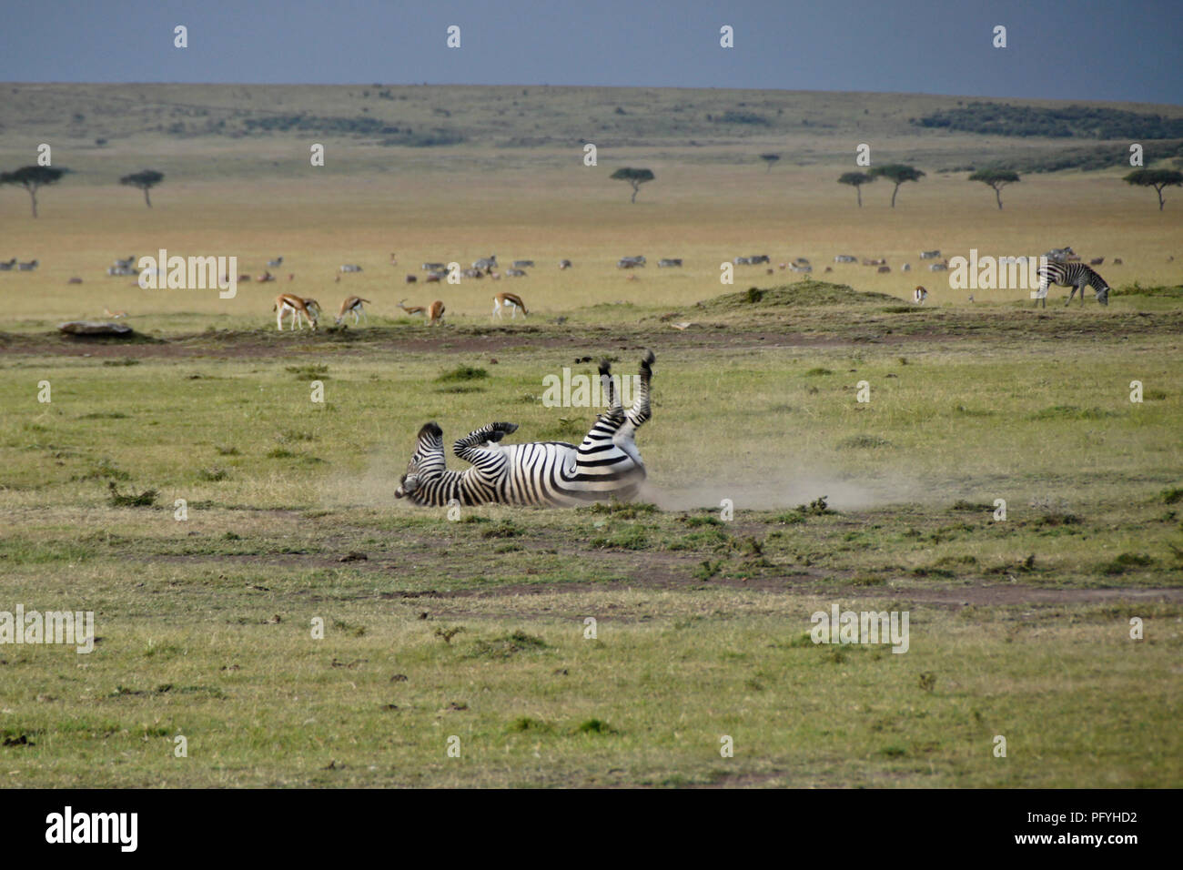 Burchell's (Common, Plains) zebra nimmt eine Staub Badewanne, während andere Zebras und Gazellen weiden, Masai Mara, Kenia Stockfoto