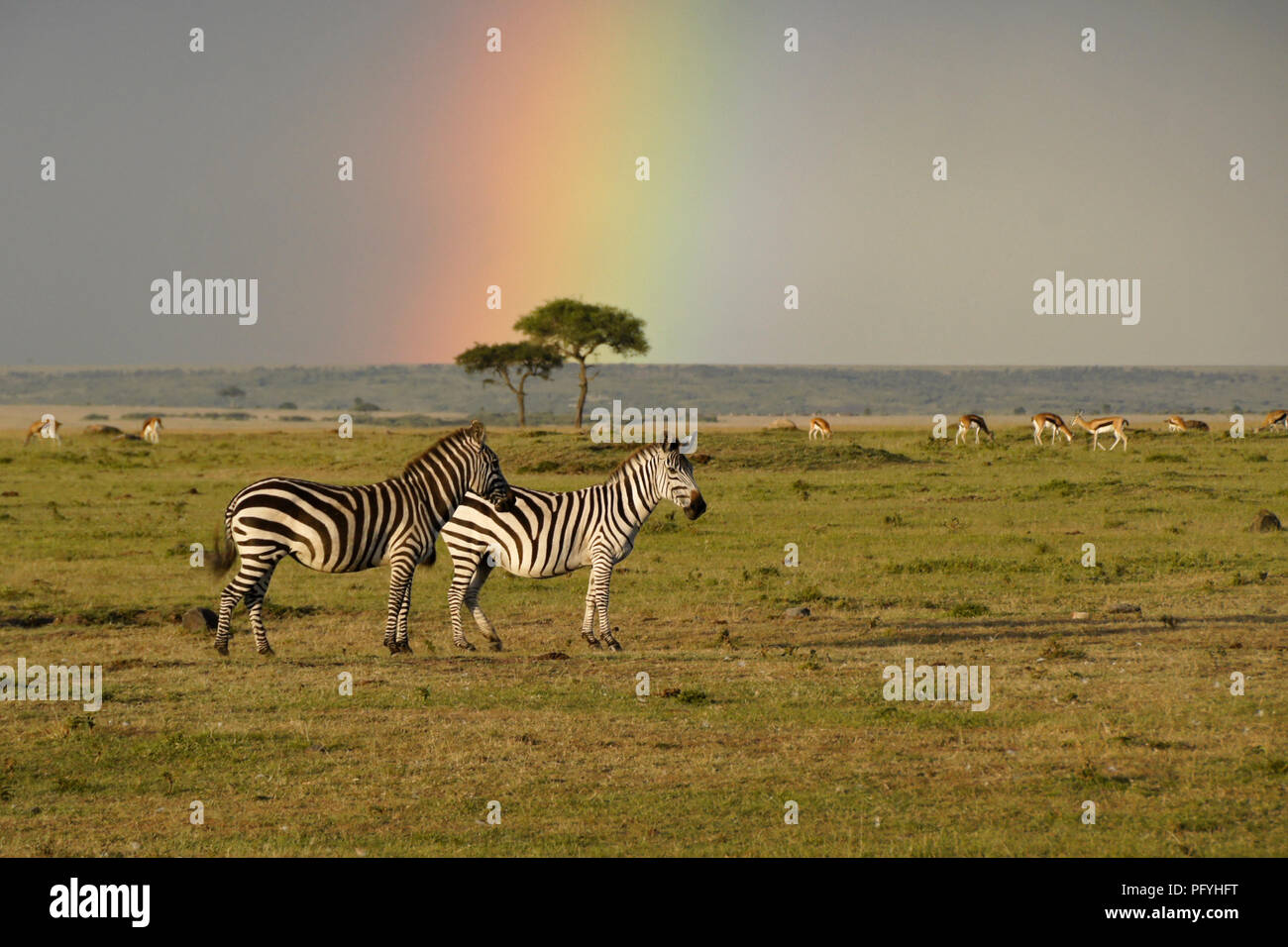 Burchell's (Common, Plains) Zebras und grasenden Gazellen stehen Sie unter einem Regenbogen, Masai Mara, Kenia Stockfoto