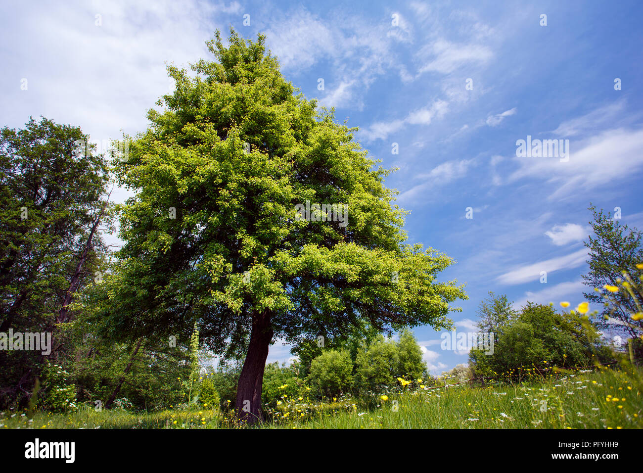 Grüner Baum auf ddie Himmel Hintergrund Stockfoto