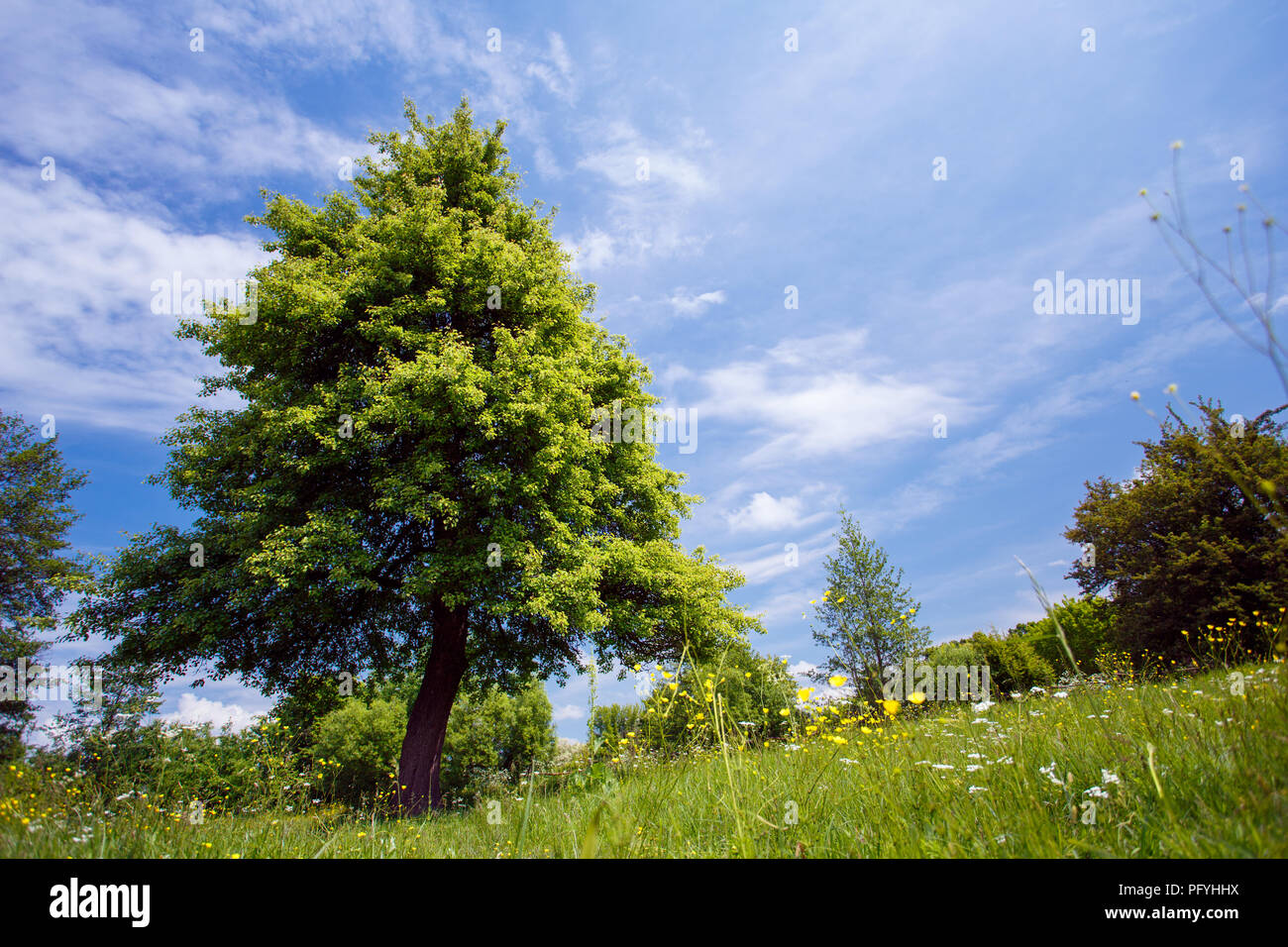 Grüner Baum auf ddie Himmel Hintergrund Stockfoto