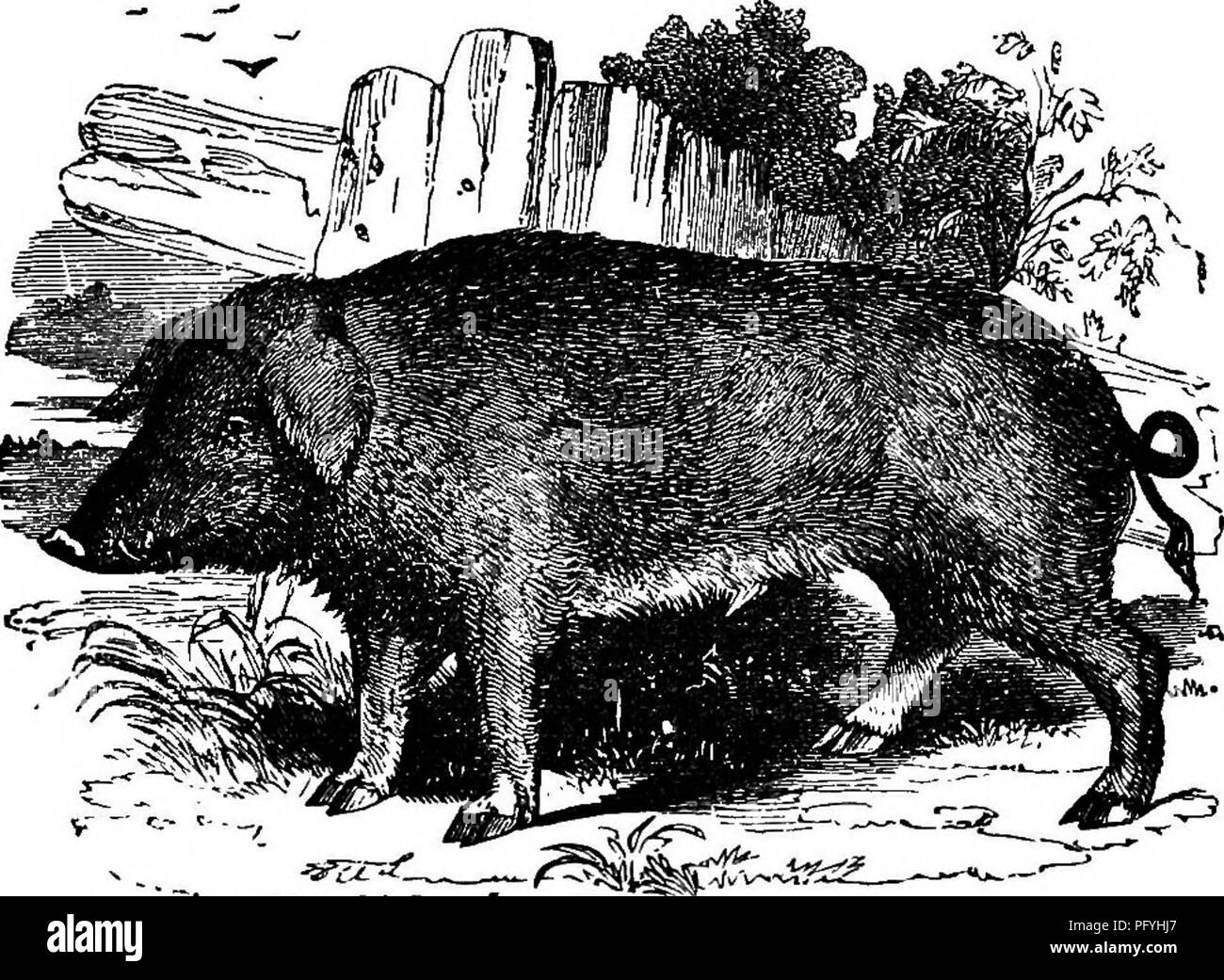 . Illustrierte Naturgeschichte: Bestehend aus Beschreibungen der Tiere, Vögel, Fische, Reptilien, Insekten, etc., mit Skizzen ihrer eigenartigen Gewohnheiten und Eigenschaften. Zoologie. TtlOK - enthäutete Vierbeiner. 181 Minuten Beschreibung ist unnötig. Sie unterscheidet sich von der wilden Boot groß, viel größer, während seine Stoßzähne sind kleiner, und die Ohren der erweiterten Form-, Spitz- und Anhänger. Es gibt keine Vierbeiner gleich der Hog in Unreinheit der Manieren. Es ist laven - Organisationseinheiten, Feeds oe Aas, Hülsen, die Nahrung von der regelwidrigen - est Sammlungen von Unreinheit, wird seine Schnauze in die Mitte drücken Stockfoto . Illustrierte Naturgeschichte: Bestehend aus Beschreibungen der Tiere, Vögel, Fische, Reptilien, Insekten, etc., mit Skizzen ihrer eigenartigen Gewohnheiten und Eigenschaften. Zoologie. TtlOK - enthäutete Vierbeiner. 181 Minuten Beschreibung ist unnötig. Sie unterscheidet sich von der wilden Boot groß, viel größer, während seine Stoßzähne sind kleiner, und die Ohren der erweiterten Form-, Spitz- und Anhänger. Es gibt keine Vierbeiner gleich der Hog in Unreinheit der Manieren. Es ist laven - Organisationseinheiten, Feeds oe Aas, Hülsen, die Nahrung von der regelwidrigen - est Sammlungen von Unreinheit, wird seine Schnauze in die Mitte drücken Stockfoto