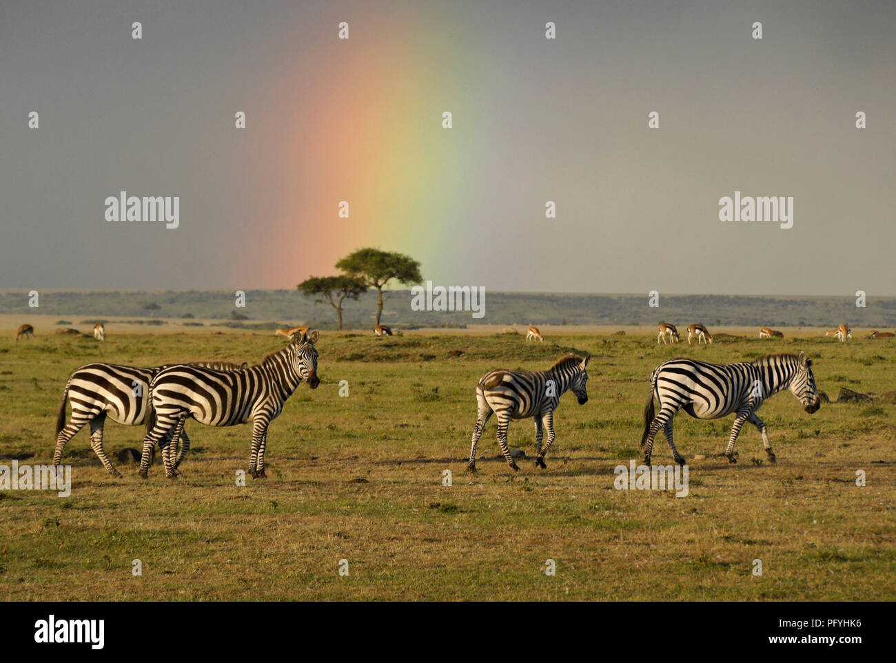 Burchell's (Common, Plains) Zebras und grasenden Gazellen stehen Sie unter einem Regenbogen, Masai Mara, Kenia Stockfoto