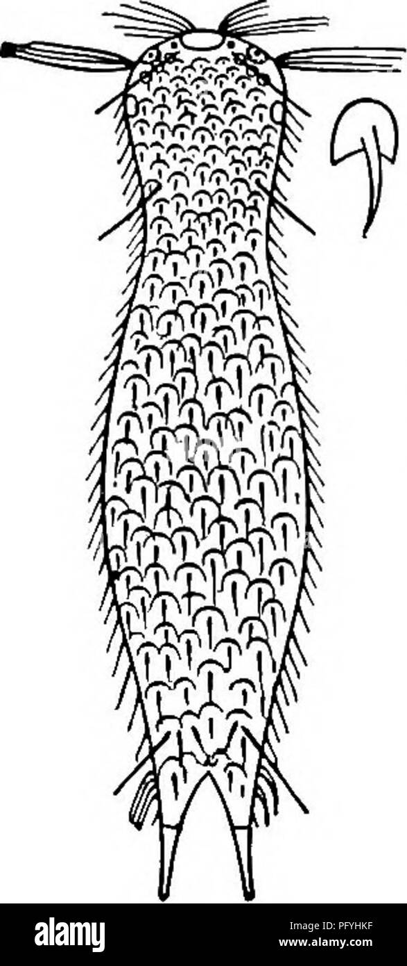 . Süßwasser-Biologie. Süßwasser-Biologie. GASTROTRICHA 627 15 (14) Rückenflossenstacheln einfach;". e., ohne seitliche Widerhaken oder Punkte. ... 16 16 (17) Anteriore Region stark von schmalen "Hals" Region. Chaetonotus formosus Stokes 1887. Länge 0.169 mm - Mündliche ring minutiös Perlen. Kopf 3 lappig. Die dorsalen und lateralen Aspekte des Körpers mit kurz, fein recurved Stacheln mit leichten basal Erweiterungen abgedeckt (aber ohne Waage?). Stacheln alle subequal, Länge 0.0708 mm., oder weniger. Trenton, New Jersey. Keine Abbildung veröffentlicht. 17 (16) Der Übergang von anterior Region Körper schrittweise, nicht scharf Stockfoto