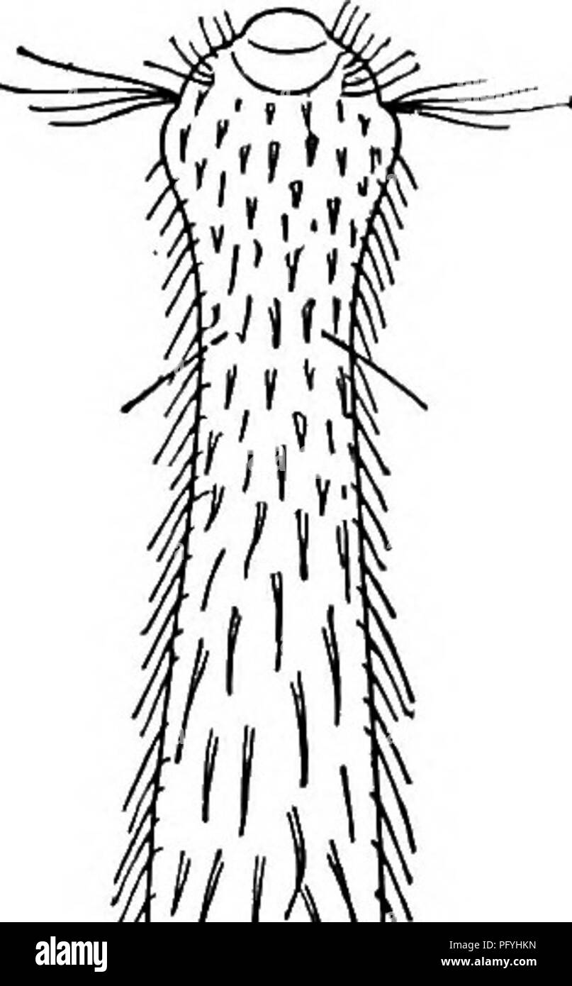 . Süßwasser-Biologie. Süßwasser-Biologie. 11 (2) Stelle mit Stacheln entweder auf die dermale Waagen befestigt oder direkt von der Oberfläche. Familie Chaetonotidae. 12 12 (30) kaudale Prozess einfach; Stacheln zu dermal Waagen angebracht. Chaetonotus Ehrenberg 1830. 13 Eine große und komplizierte Gruppe; mehr als 40 Arten, die bereits beschriebenen zehn Arten aus Nordamerika von Stokes portiert. 13 (20) Rückenflossenstacheln nahezu einheitliche Länge, höchstens doppelt so lang im seitenzahnbereich wie auf anterioren Region, und ohne markiert den Übergang von einer Größe zu einem anderen 14 14 (15) Rückenflossenstacheln Stockfoto