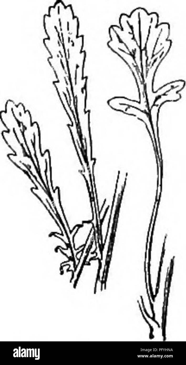 . Gray's neues Handbuch der Botanik. Ein Handbuch der Blütenpflanzen und Farne der Zentral- und Nordosten der USA und das benachbarte Kanada. Botanik. Lümmel. M. inodora Blatt X 1%, N.Y., und Pa; stark S-gerippte; pappus Eine kurze Krone oder Grenze. - Straße - Seiten und Felder, Nfd. Zu Ct und Mich; reichlich in e. Me und angrenzenden Kanada. Juli, Aug (Nat. Aus der Eu.) Abb. 1007. 2. M. CuAMOMiLLA L. ähnlich; Köpfe kleiner, ca. 2 cm breit; Strahlen kürzer; Buchsenleiste mehr konvex; achenes weniger deutlich Gerippte; Pappus obsolet. - Straßenränder und Plätze, Atlantik, westlich bis 0. (Adv. aus der EU). Stockfoto