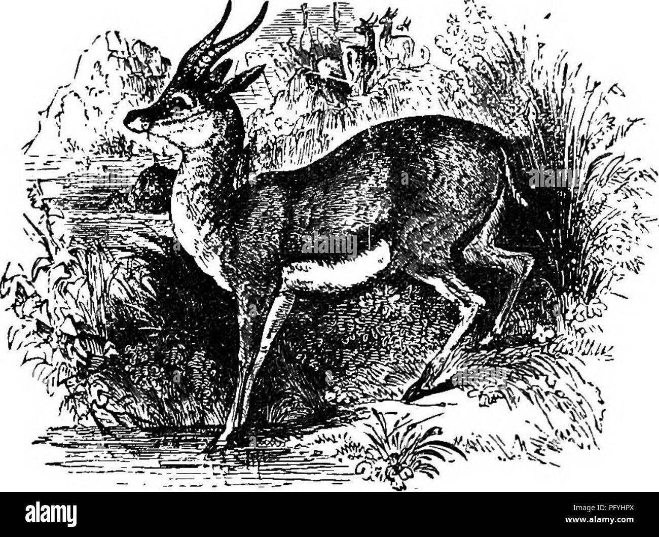 . Illustrierte Naturgeschichte: Bestehend aus Beschreibungen der Tiere, Vögel, Fische, Reptilien, Insekten, etc., mit Skizzen ihrer eigenartigen Gewohnheiten und Eigenschaften. Zoologie. Wiederkäuend Vierbeiner. 145 Unser Clearing der geringen Reichweite der Hügel, durch die die epringboka gießen gewesen, hätte ich die unendlichen Ebenen sah, und selbst die Hügel Seiten, die sich auf jeder Seite von mir gestreckt, dick bedeckt, nicht mit Herden, aber mit einer riesigen Herde springböcken; asi weit das Auge Sorte, die Landschaft war am Leben mit Ihnen, bis Sie sich in eine Dim Rot Masse von Lebewesen aufgeweicht." Die Stockfoto