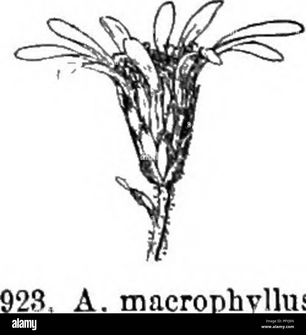 . Gray's neues Handbuch der Botanik. Ein Handbuch der Blütenpflanzen und Farne der Zentral- und Nordosten der USA und das benachbarte Kanada. Botanik. 804 COMPOStTAE (COMPOSITE FAMILIE) 92 (1. A. furcatus. 921. A. gloraeratus. (A. corymhosus Ait.) Woodlands, s. Me. Und w. Que zu L. Superior, s. Zu Ga. Aug.-Okt. Abb. 919. Â Sehr variabel in der gliederungsansicht von Laub, Intensität der^ Färbung von Disk-Blumen, etc., Zeichen, auf der Professor | "E. S. Burgess schlägt als trennbare Arten A. carmesinua, "A. tenebrosiis, und 26 andere. - W - + + Blätter dicke, grobe oben. = Headsfeio, groß (1 - Stockfoto